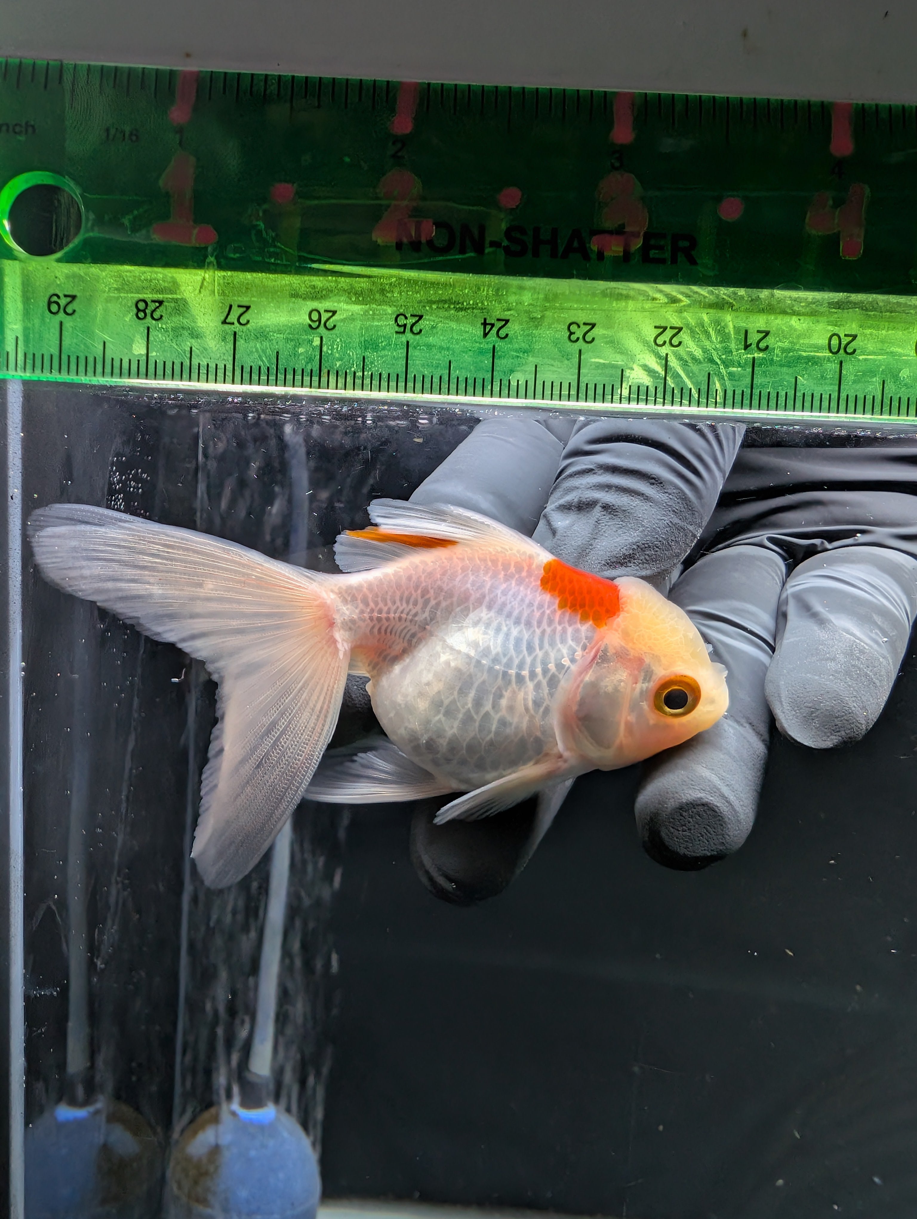 Juvenile Oranda  Red White 3"-3.5"in.  ID#619T1A-006