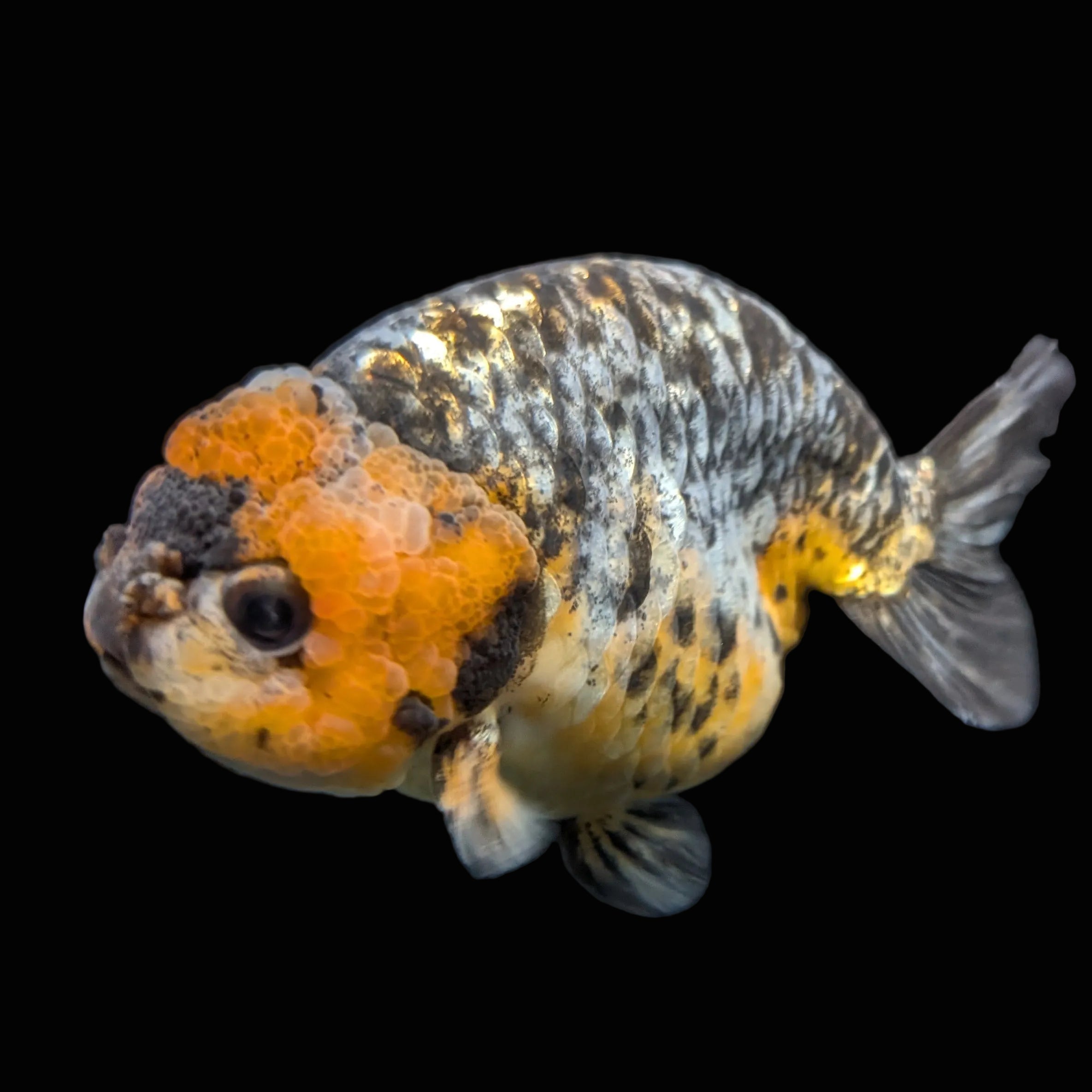 Jumbo Ranchu Kirin Calico 4.5"-5" in. ID#828R8A-051