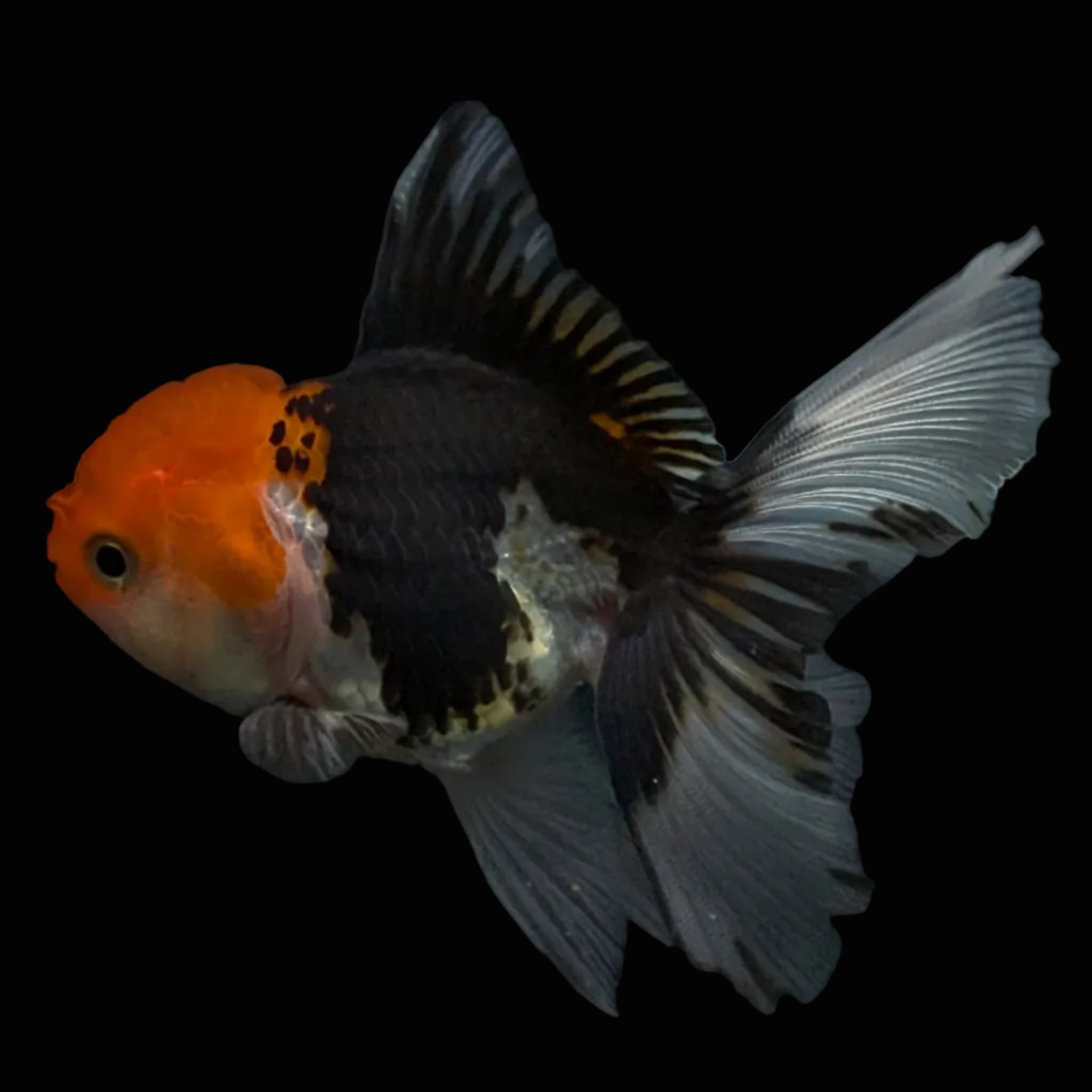 Thai Juvenile Oranda Tricolor 3.5"-4"in.  ID#731T1A-055