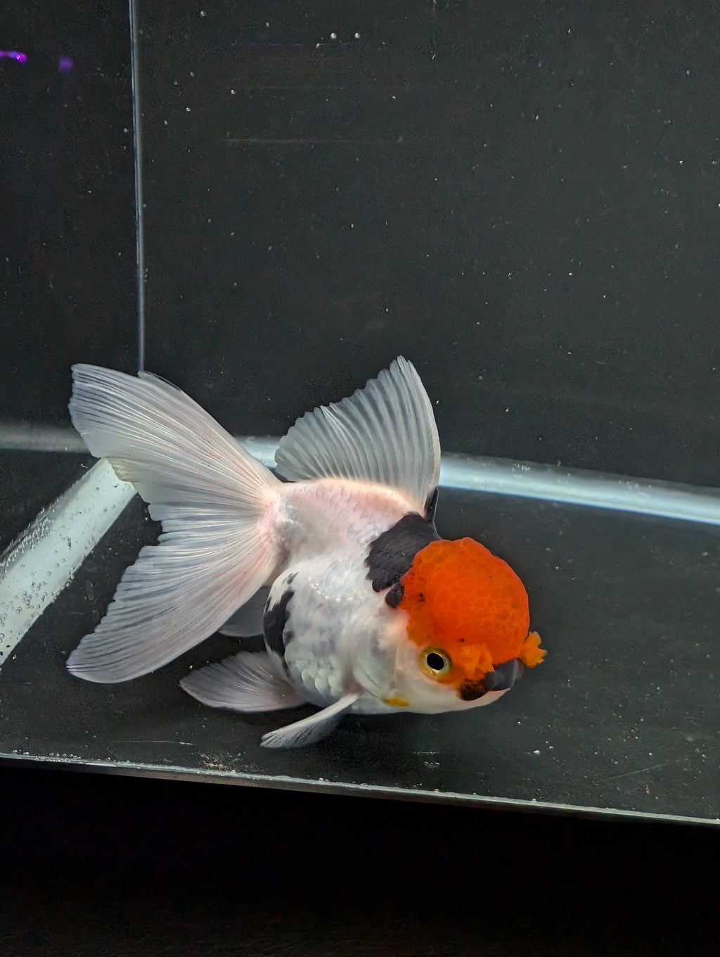 Thai Oranda Tricolor 4"-4.5"in.  ID#1016T1A-006