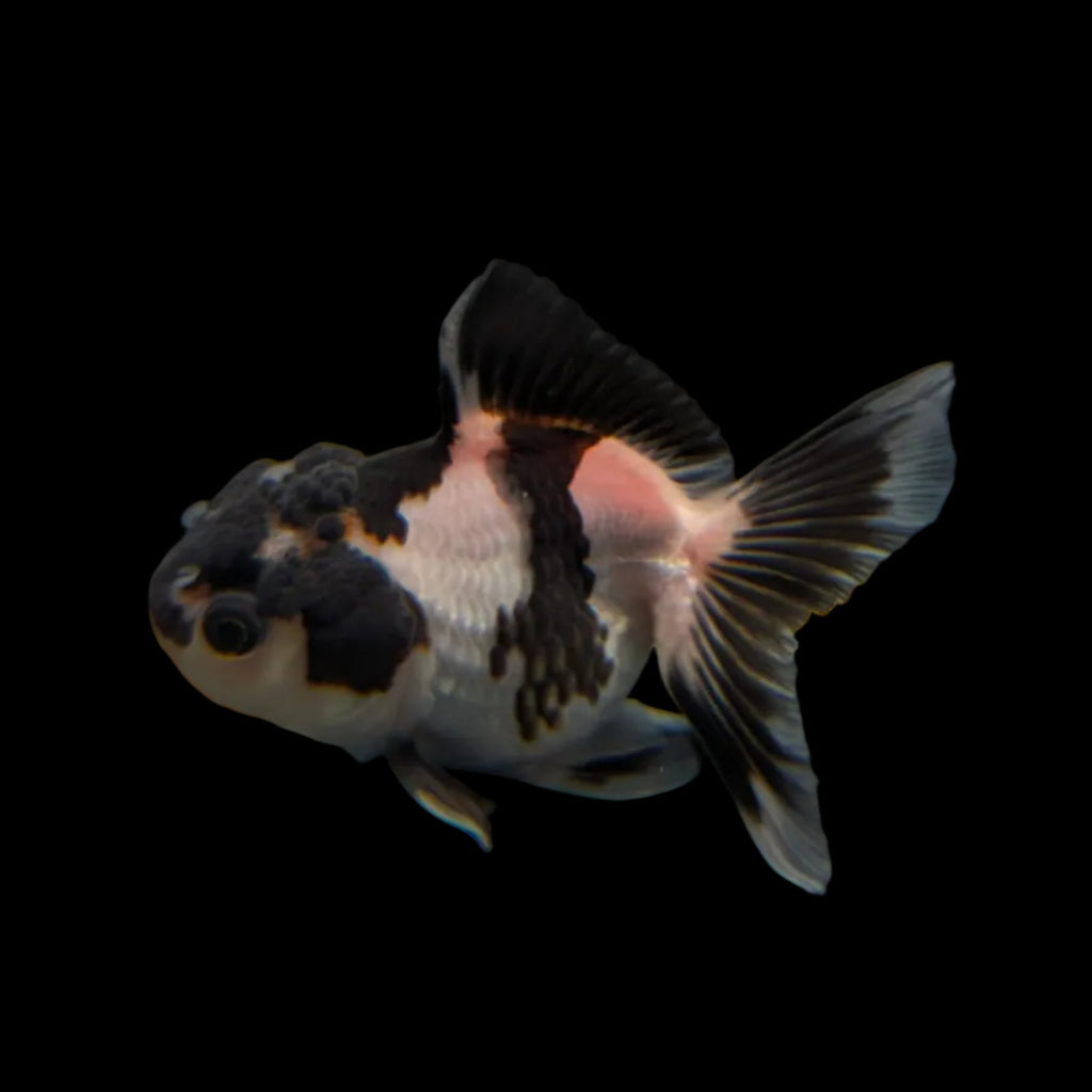 Juvenile Oranda Panda 3.5"-4" in.  ID#320T13b-007