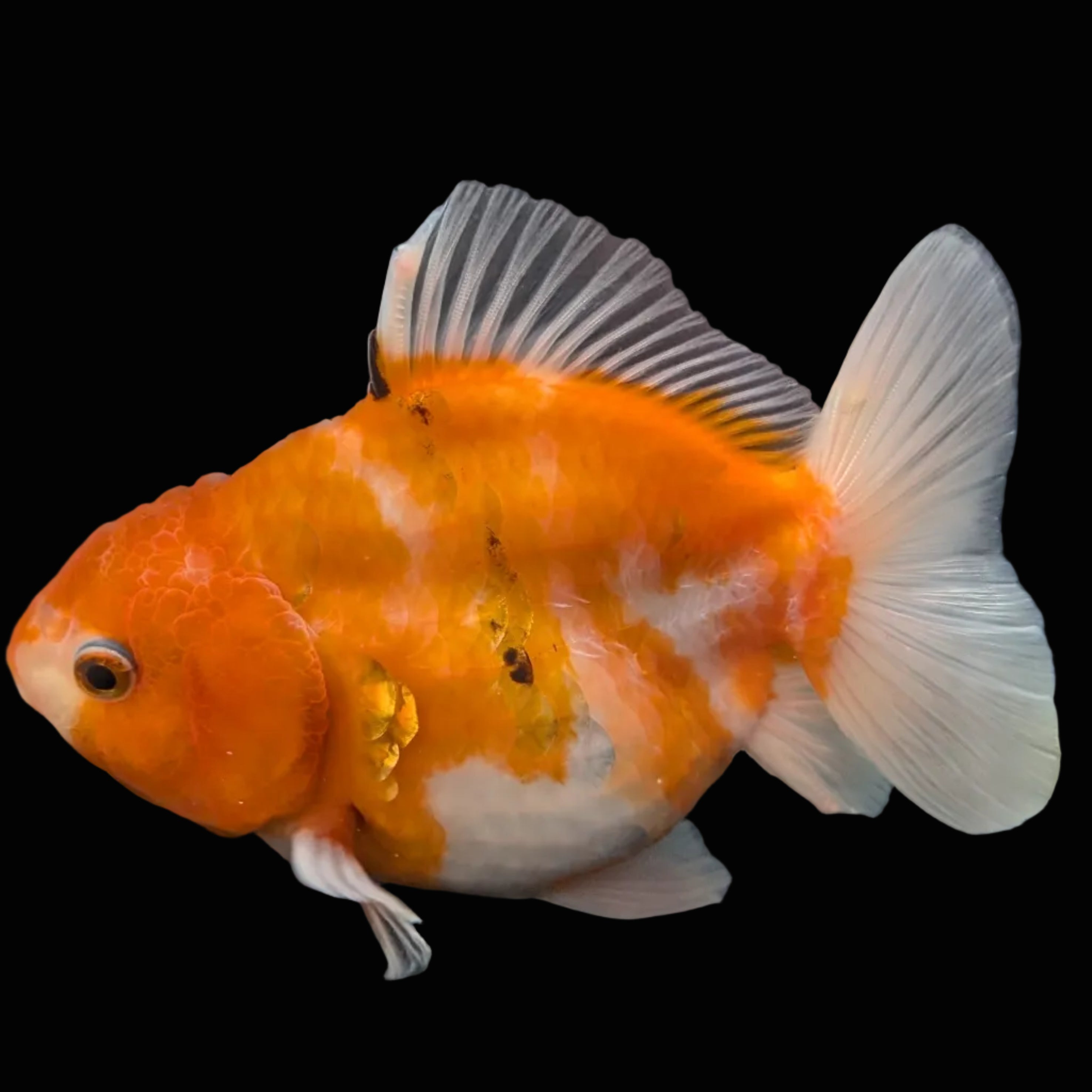 Jumbo Oranda Yuan Bao Sakura   4"-4.5"in. ID#807SB13A-002