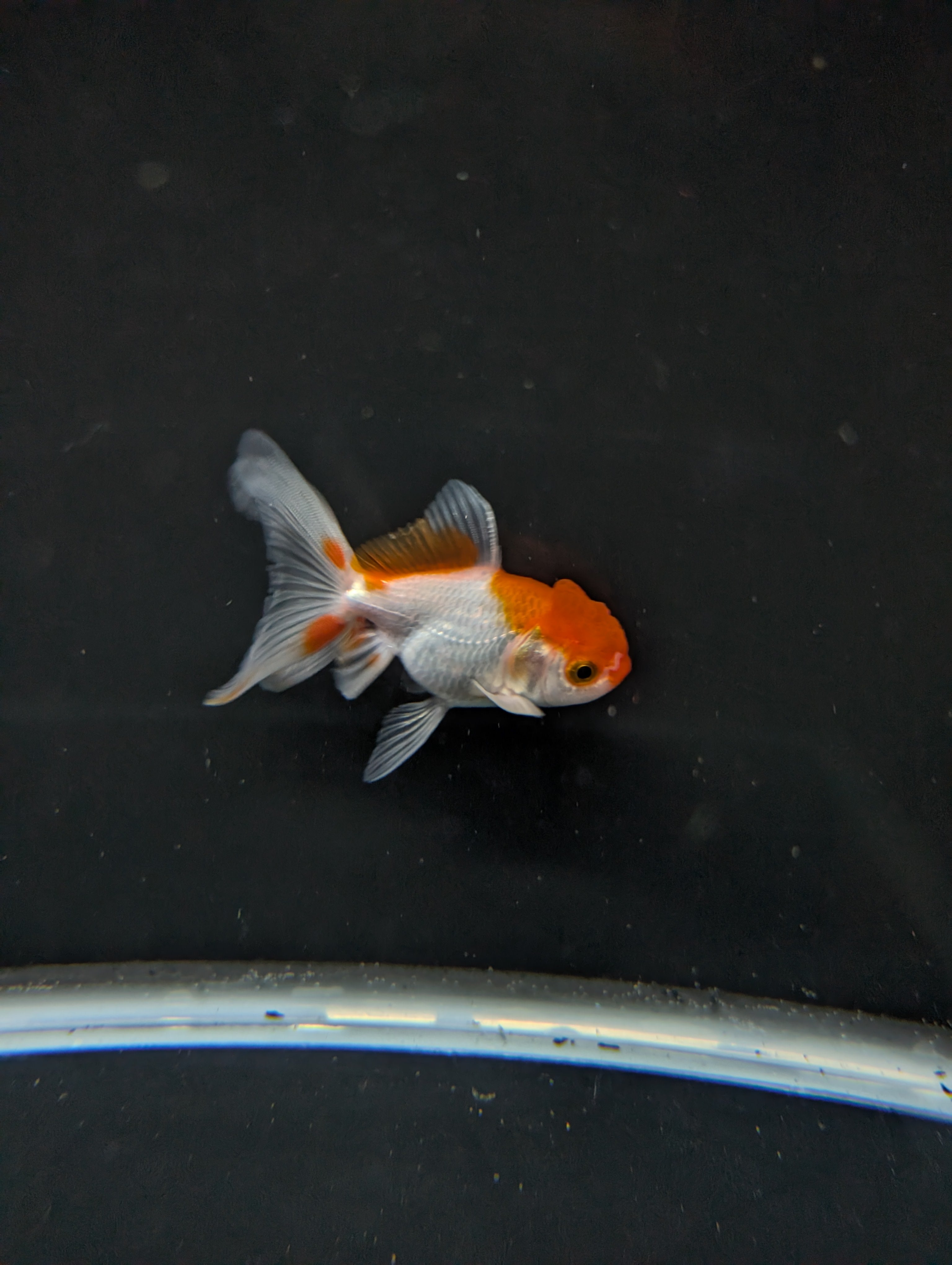 Juvenile Oranda  Red White 3"-3.5"in.  ID#619T1A-008