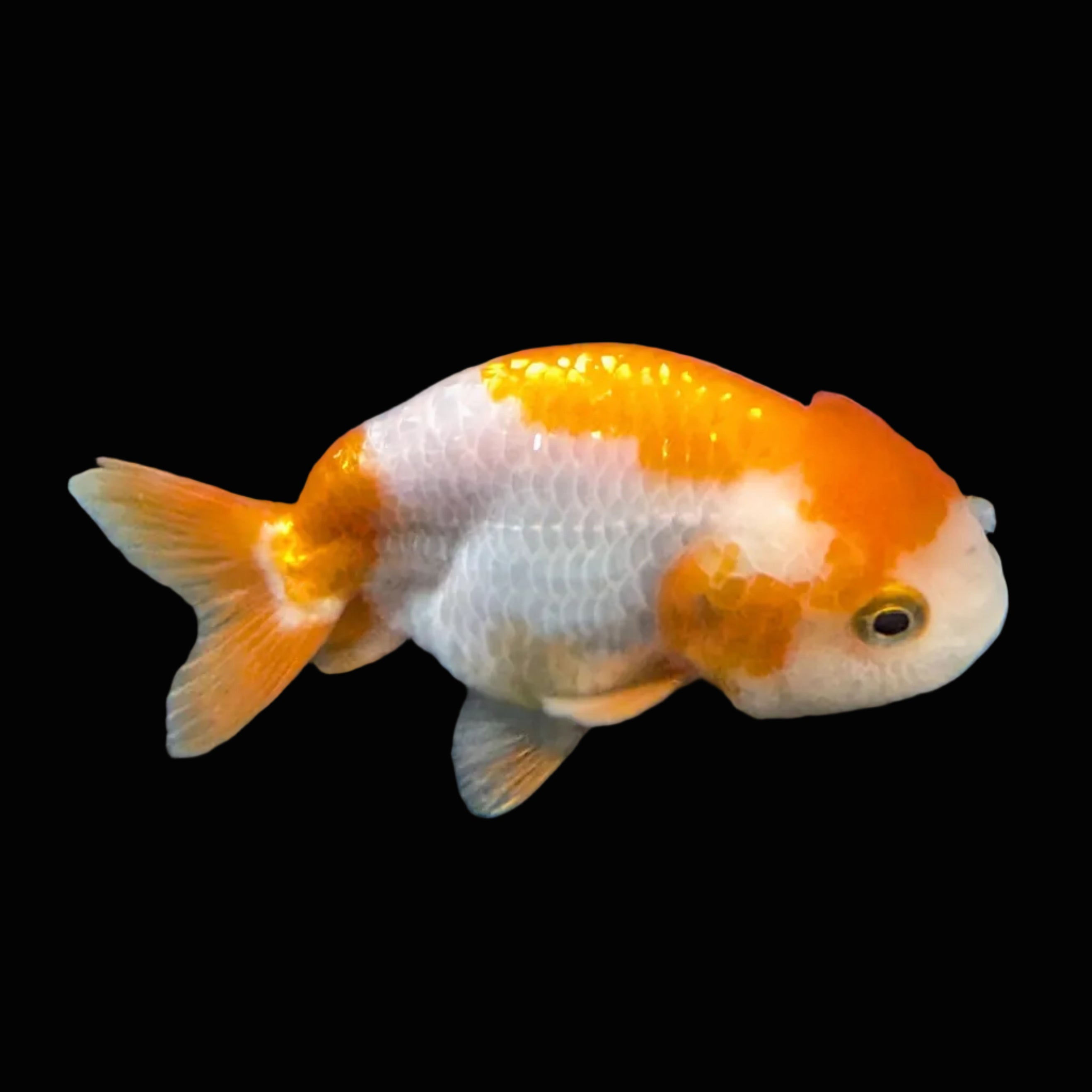 Ranchu Red White 3"-3.5" in. ID#417R13A-008