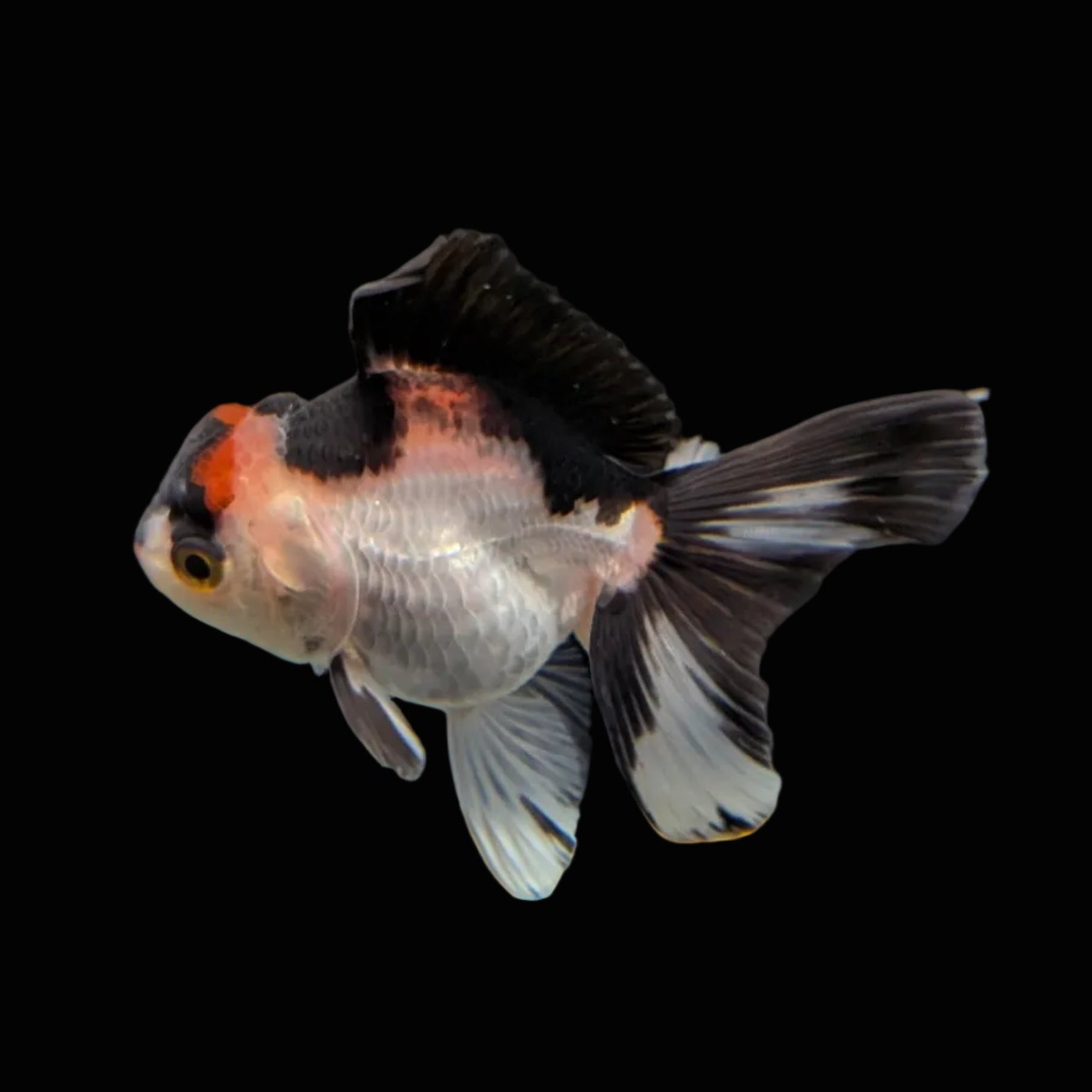 Juvenile Oranda Tricolor 3.5"-4" in.  ID#320T13b-017