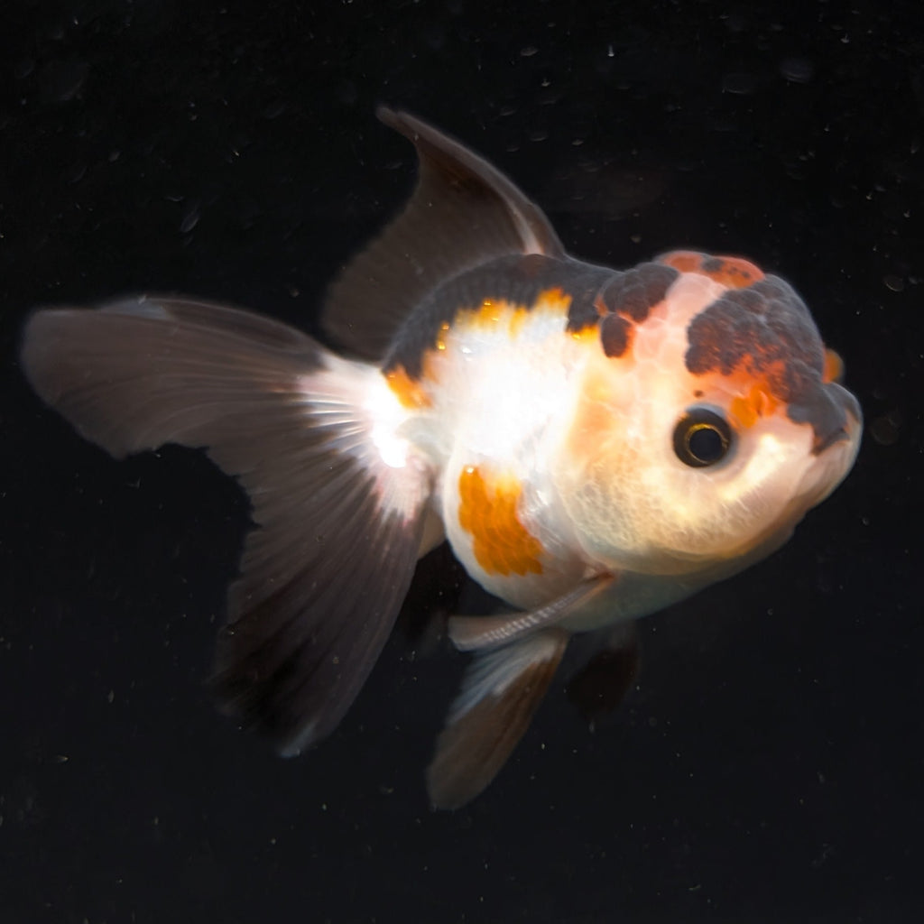 Thai Juvenile Oranda Tricolor 3.5"-4"in.  ID#731T1A-051