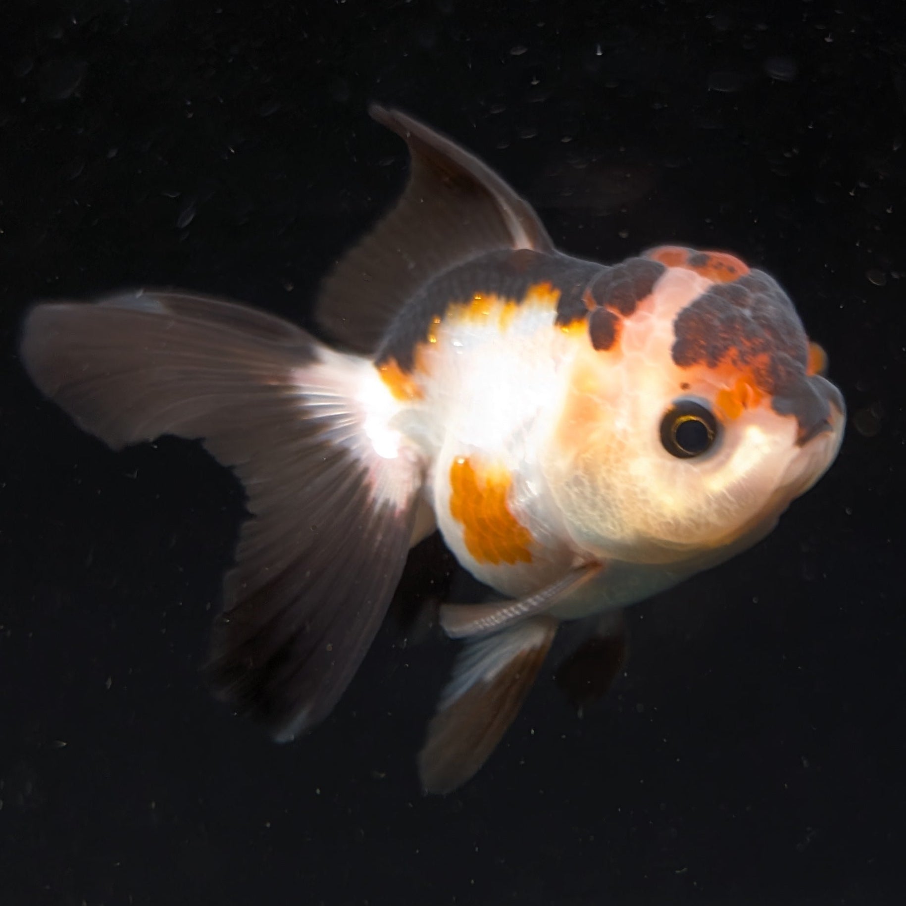 Thai Juvenile Oranda Tricolor 3.5"-4"in.  ID#731T1A-051