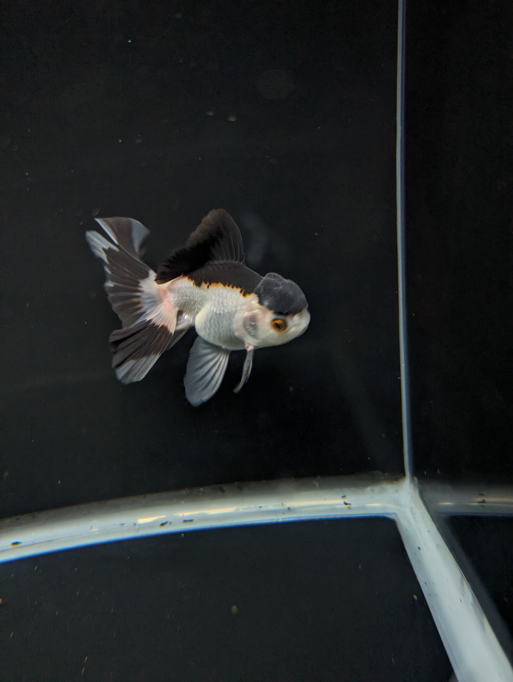Juvenile Oranda Panda 3.5"-4" in.  ID#501T2A-011