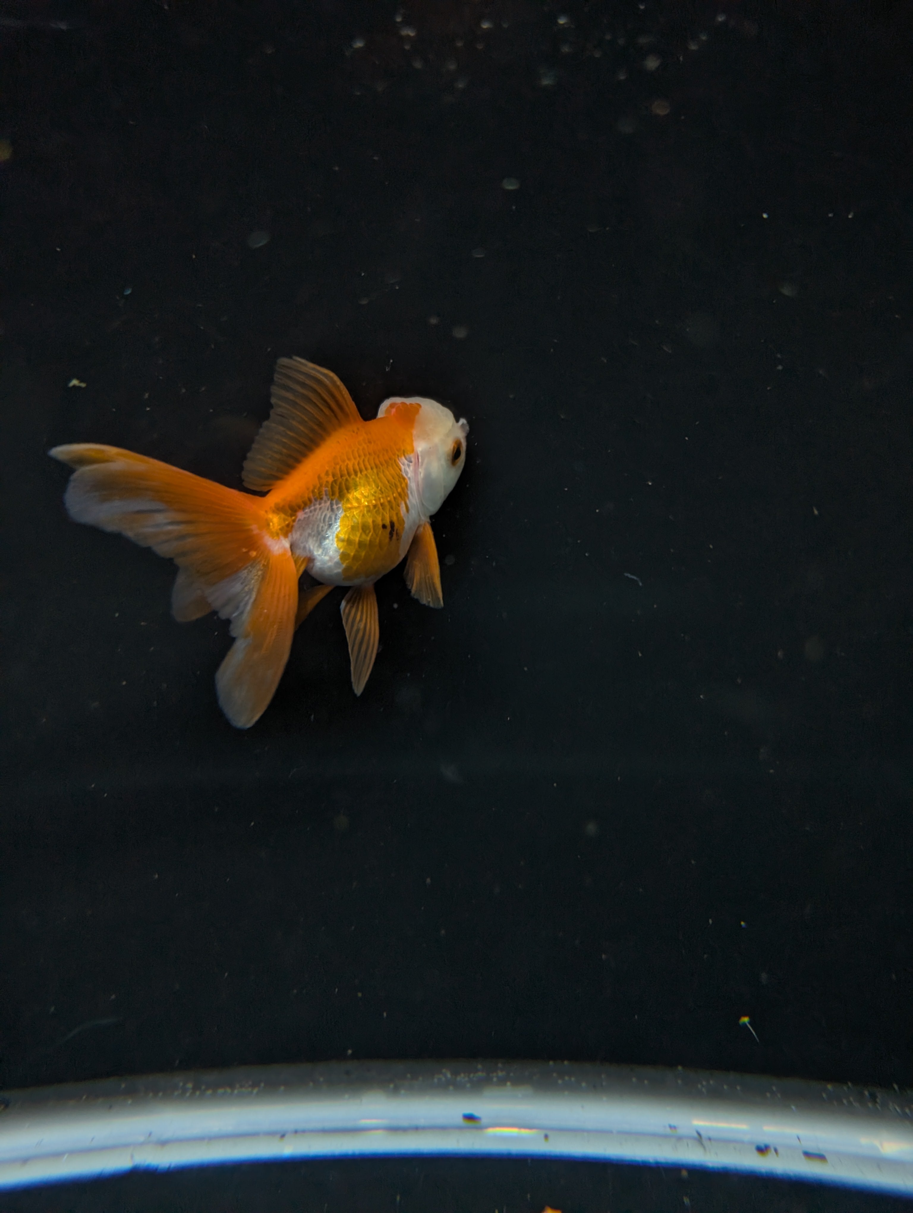 Juvenile Oranda  Red White 3"-3.5"in.  ID#619T1A-016