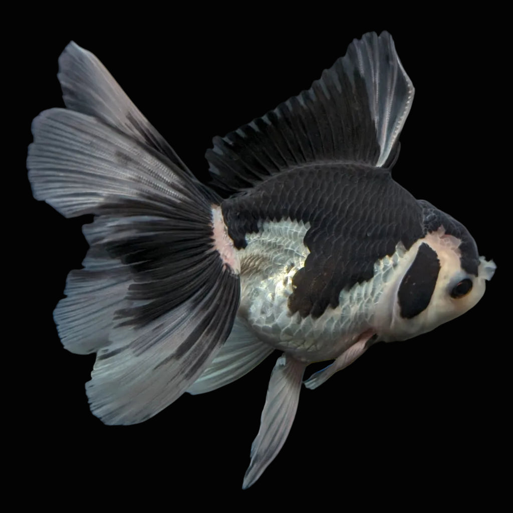 Thai Oranda Panda  4.5"-5"  ID#718T5B-001