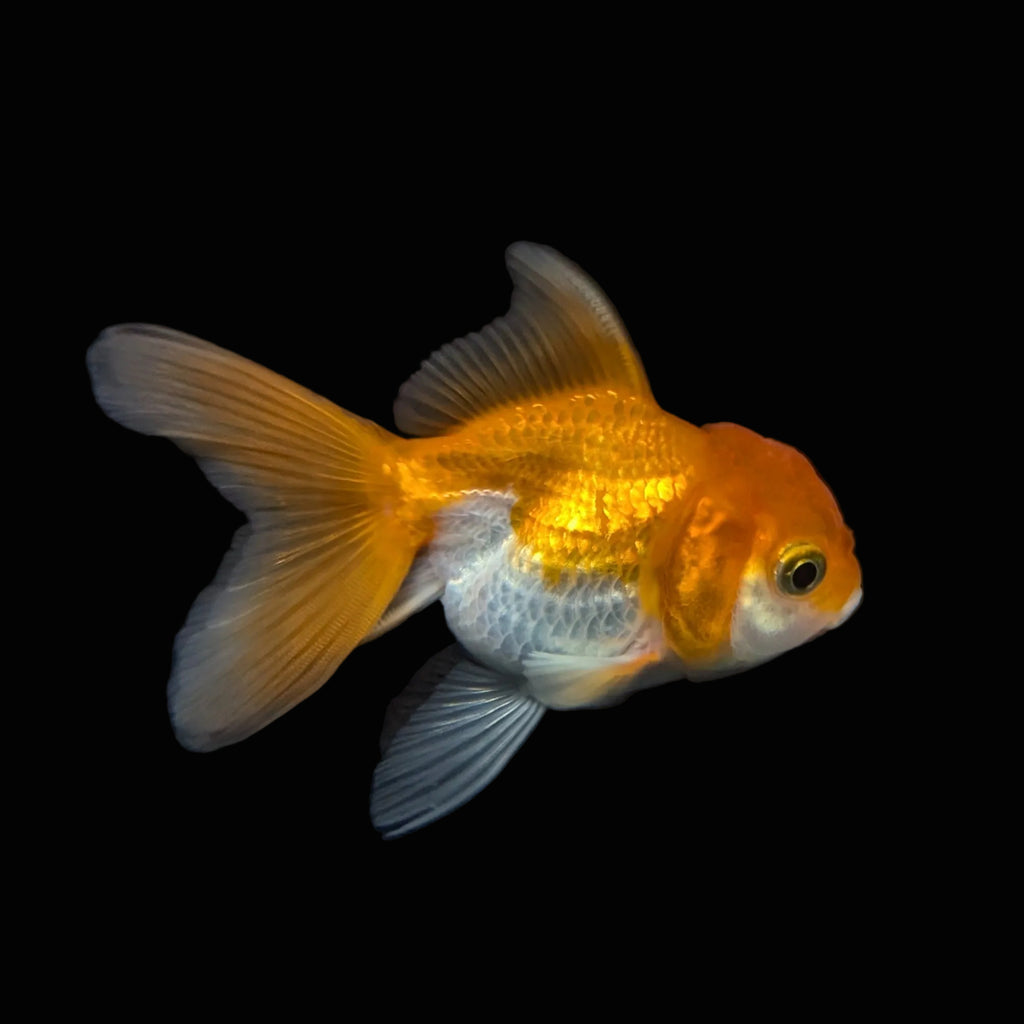 Thai Juvenile Oranda Red White 3"-3.5" in.  ID#724T1A-028
