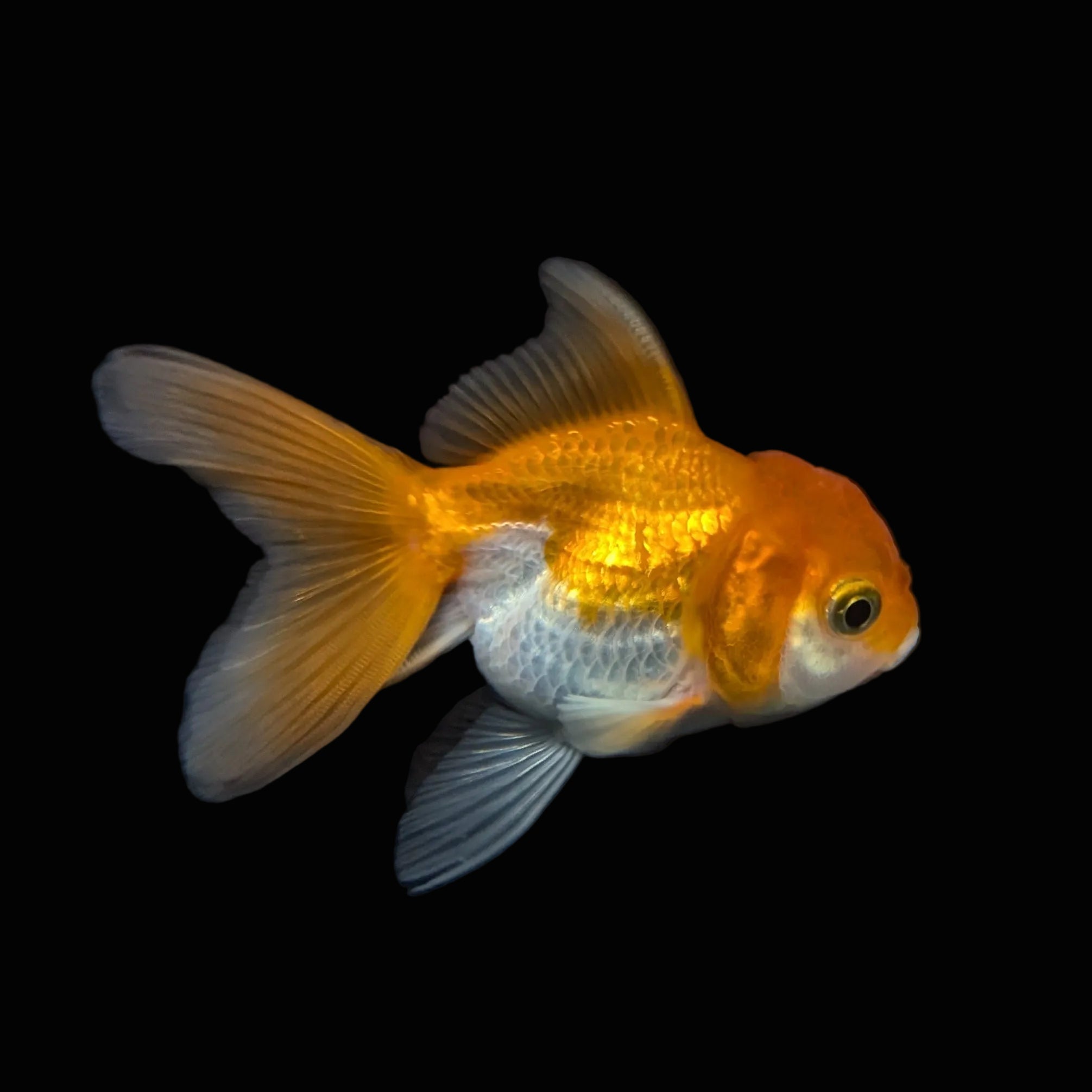 Thai Juvenile Oranda Red White 3"-3.5" in.  ID#724T1A-028