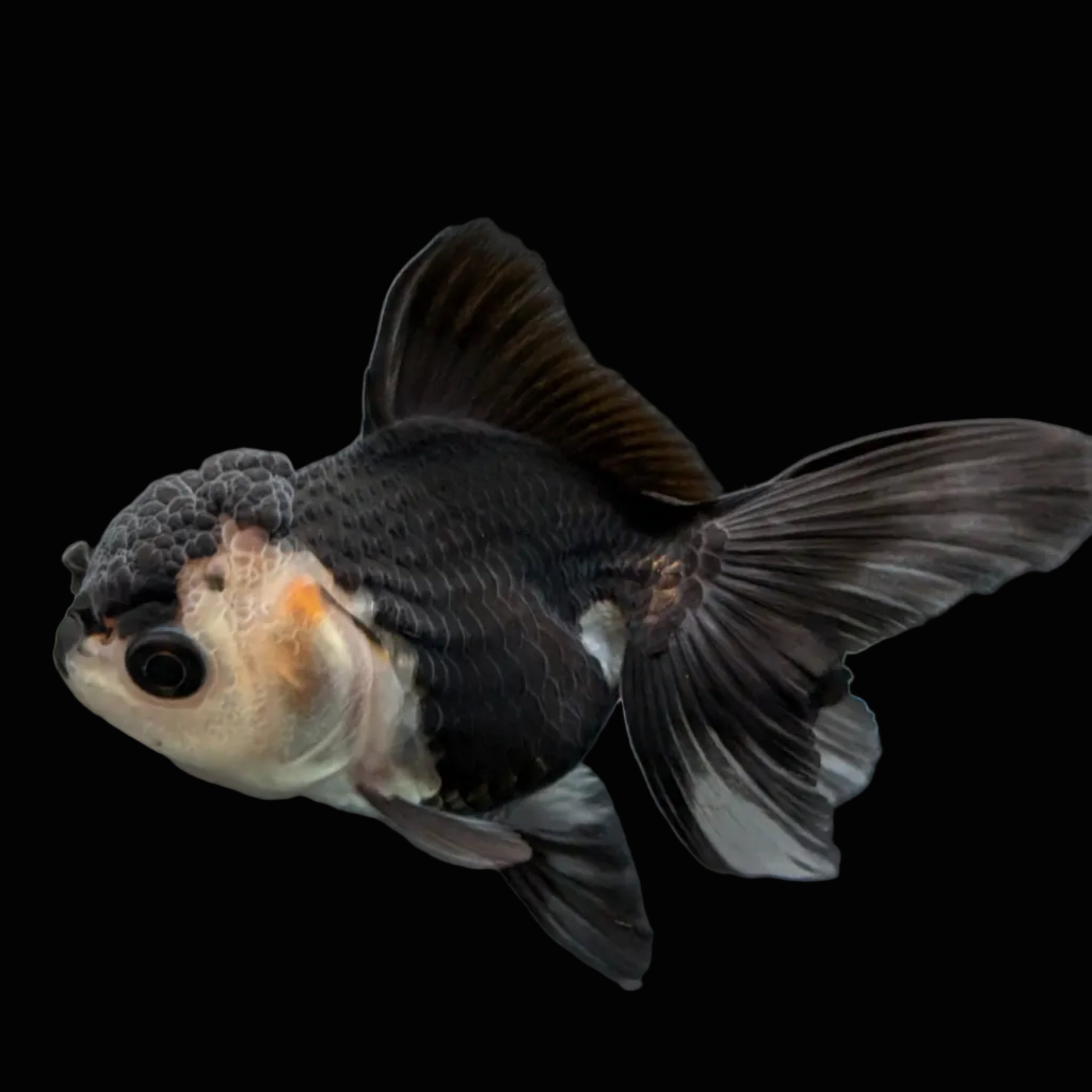 Thai Baby Oranda Panda 3"in.  ID#807T1A-003