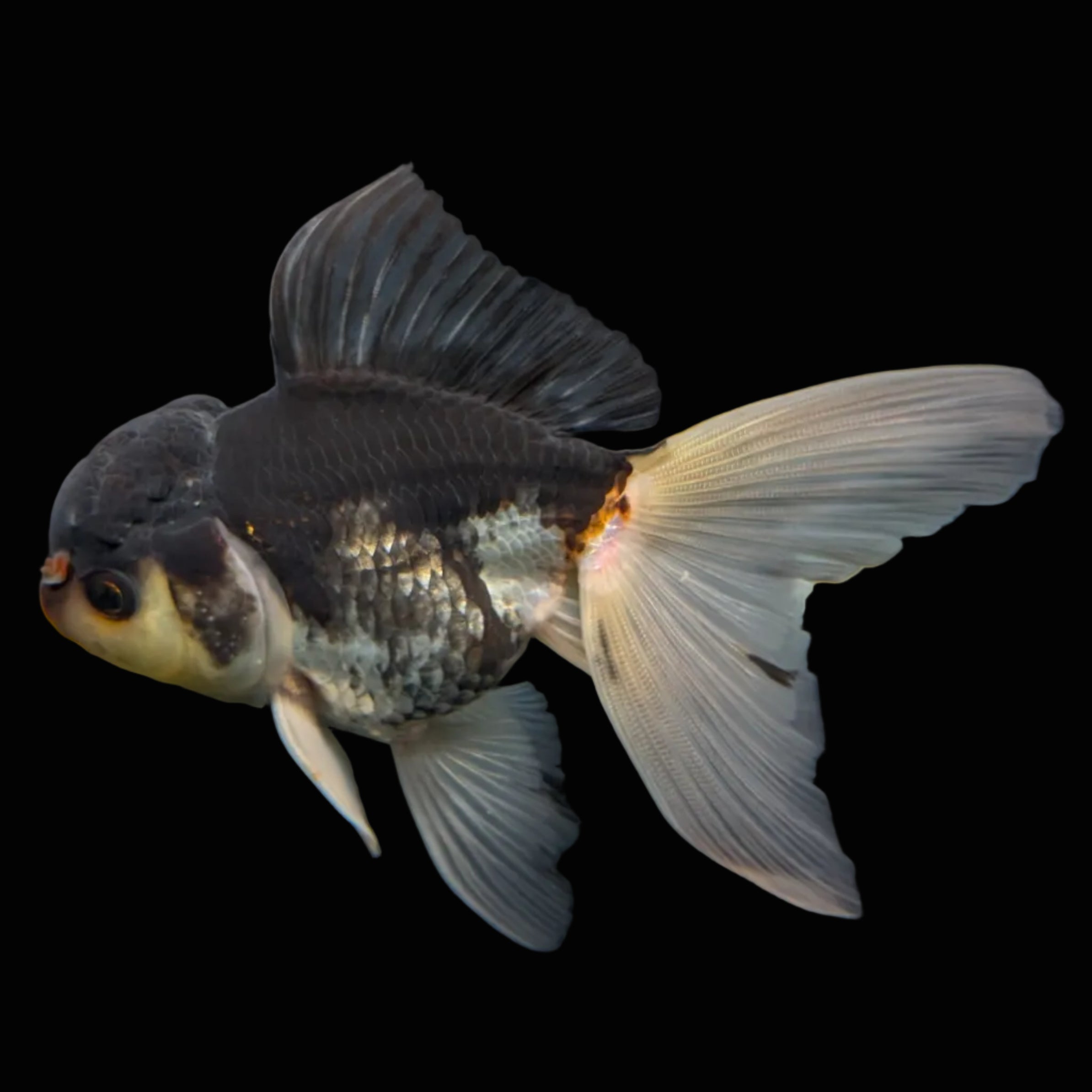Thai Juvenile Oranda Panda 3.5"-4"in.  ID#724T1A-024