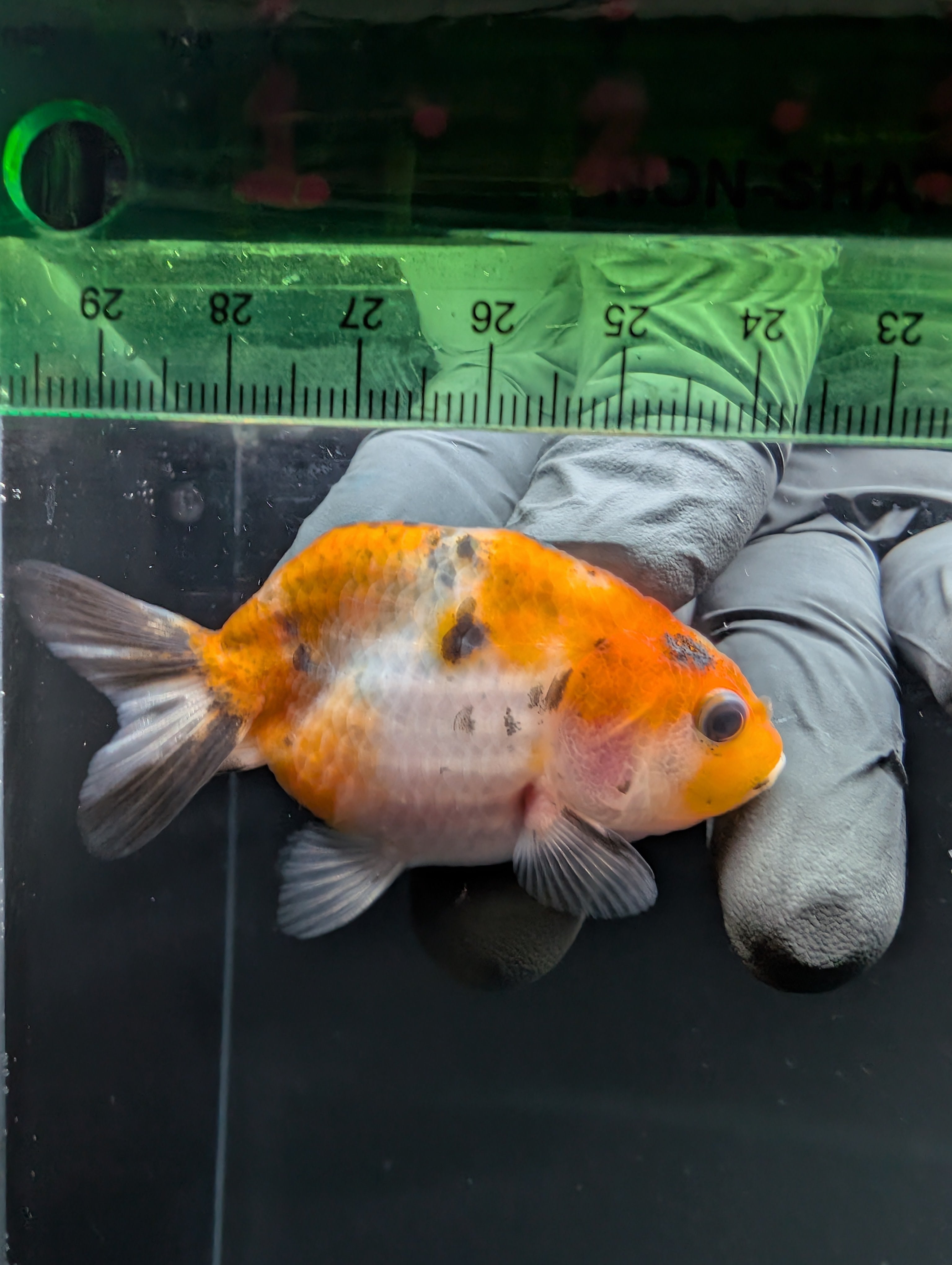 Ranchu Calico 2.5"-3" in. ID#717R4A-008