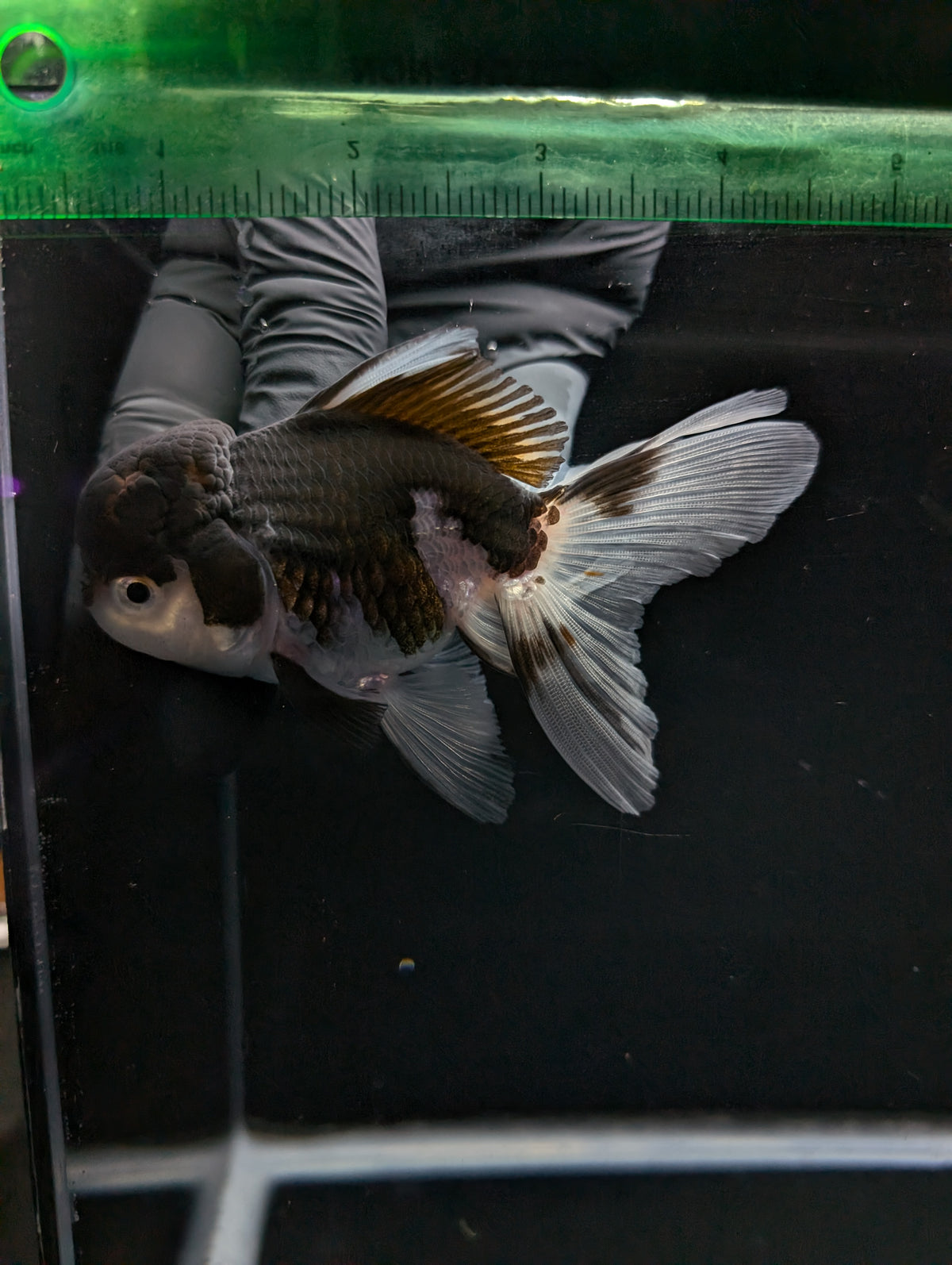 Thai Oranda Panda 4"-4.5"in.  ID#1023T1A-024