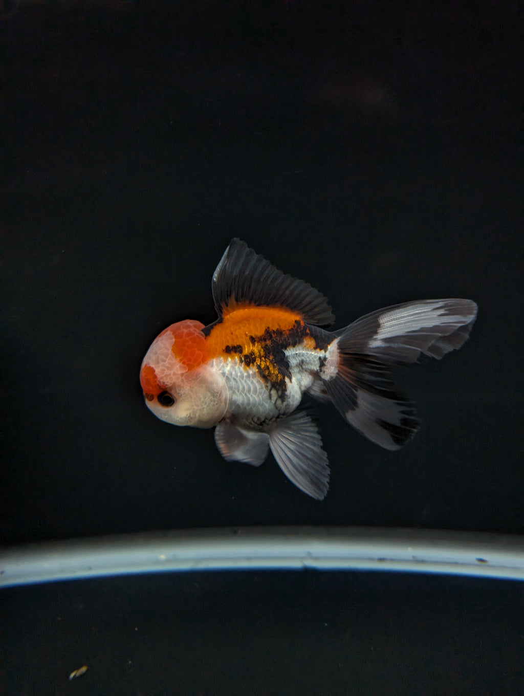 BOWSER *Boss 501 Juvenile Oranda Tricolor 3.5"-4" in.  ID#501T2A-009