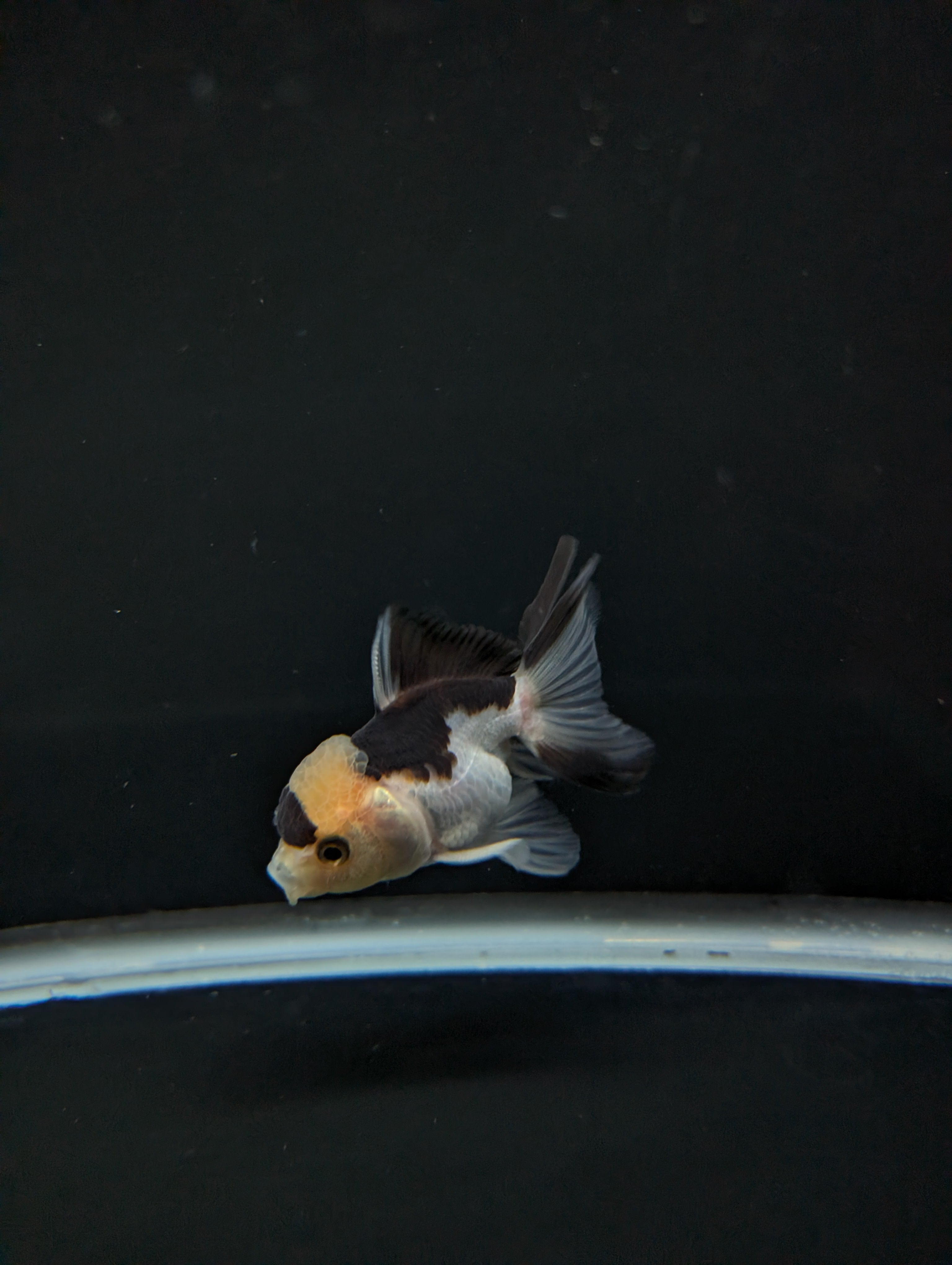 Juvenile Thai Oranda Panda 3"in.  ID#814T1A-008