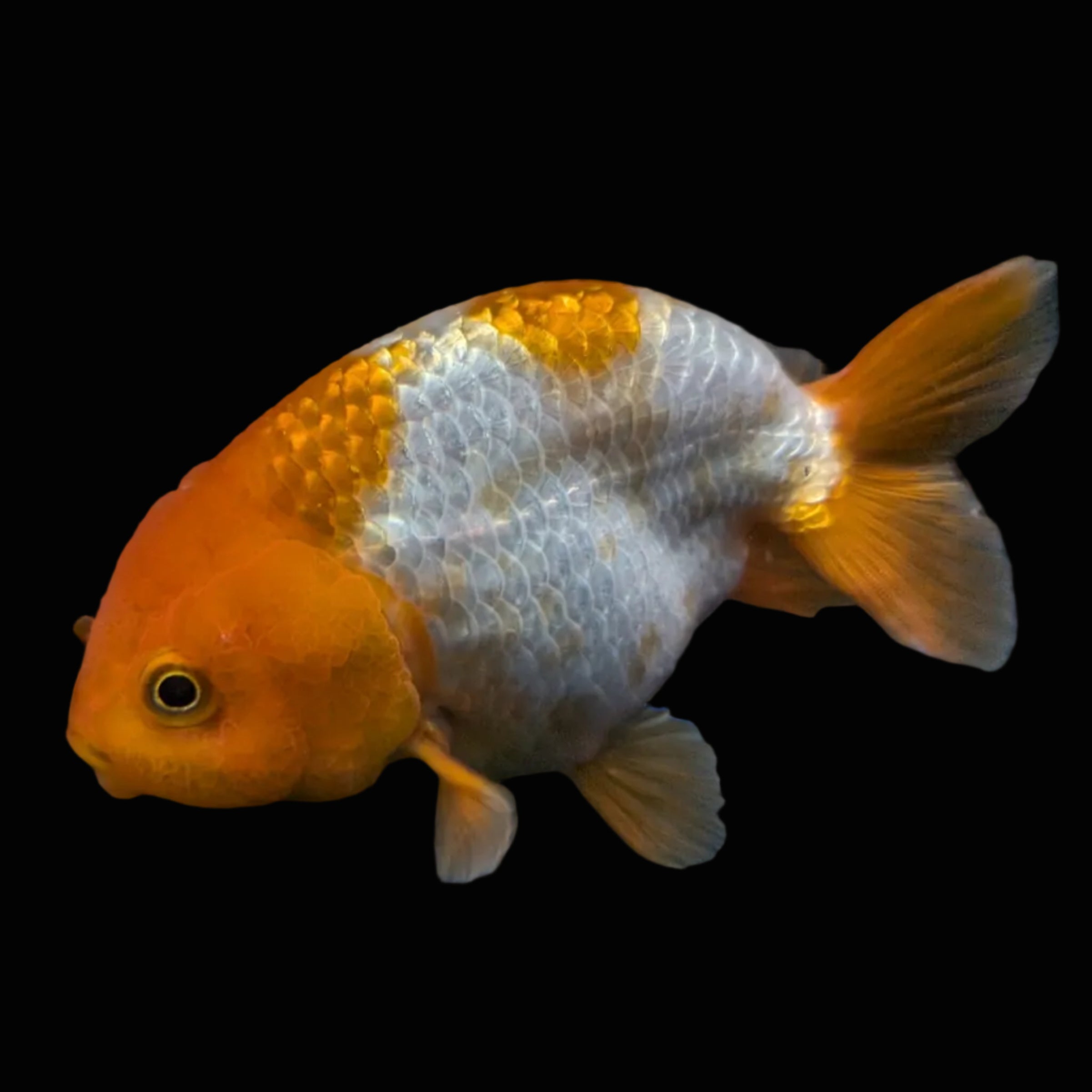 Ranchu Red White 4"-4.5"in. ID#821R4A-057