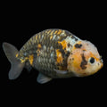 Jumbo Ranchu Calico 4.5"-5" in. ID#828R8A-055
