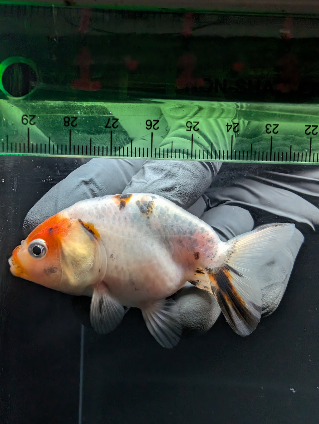 Ranchu Calico 2.5"-3" in. ID#717R4A-007