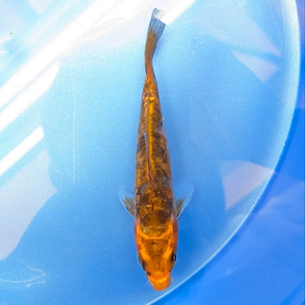 Doitsu Kawari Koi  4"in. ID#806BFK-013