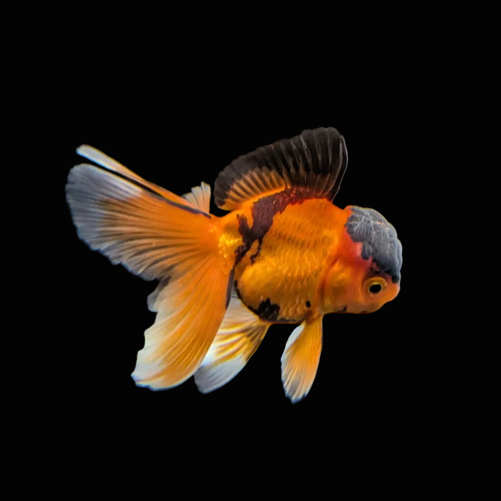 Juvenile Oranda Tricolor 3.5"-4" in.  ID#320T13b-016