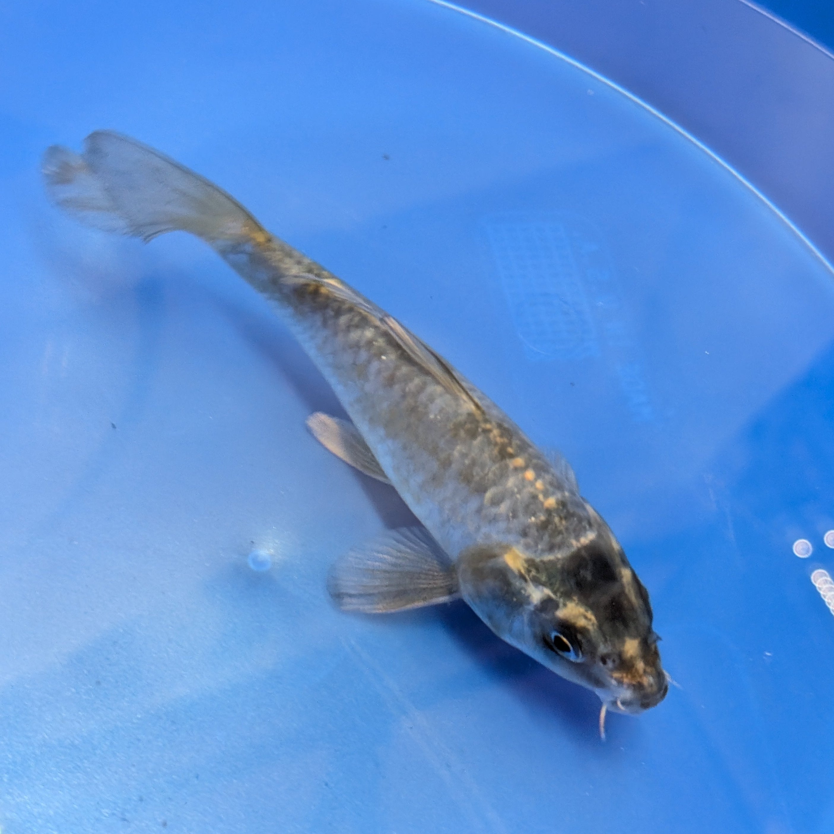 Kawari Koi  4"in. ID#806BFK-022