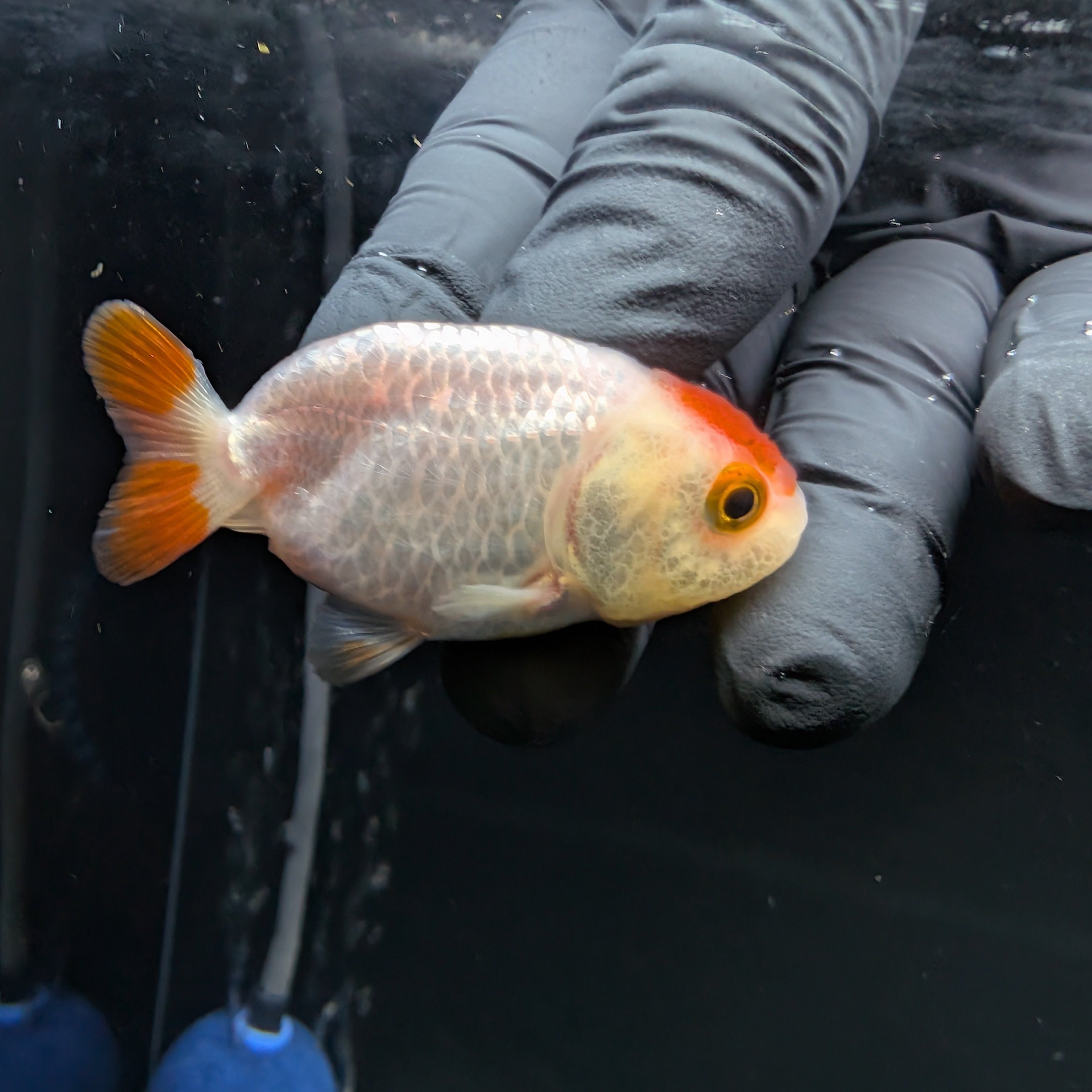 Baby Ranchu Red White 2.5"-3" in. ID#522R4A-001