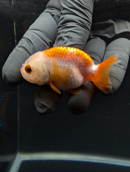 Baby Ranchu Red White 2.5"-3" in. ID#605R4A-072