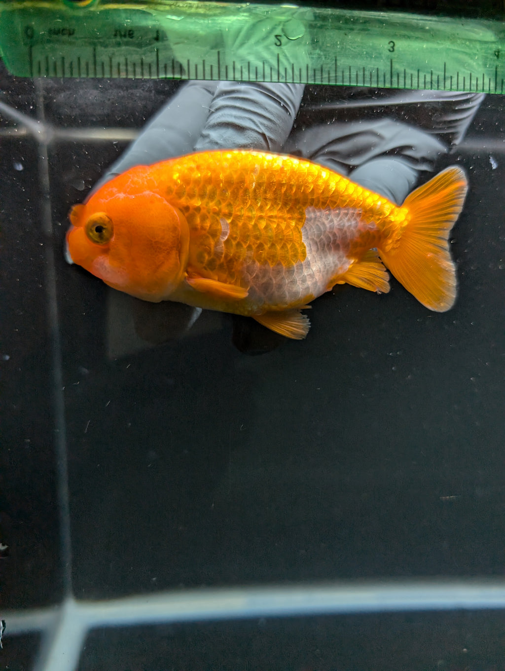 Ranchu Red White 3.5"-4"in. ID#828R4A-023