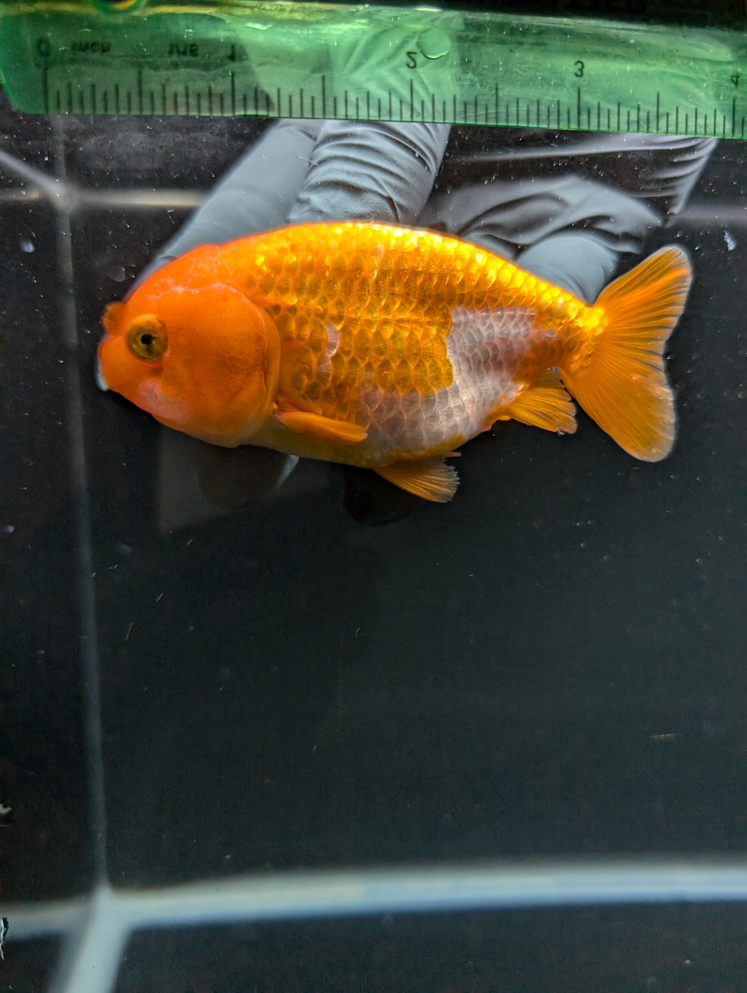 Ranchu Red White 3.5"-4"in. ID#828R4A-023