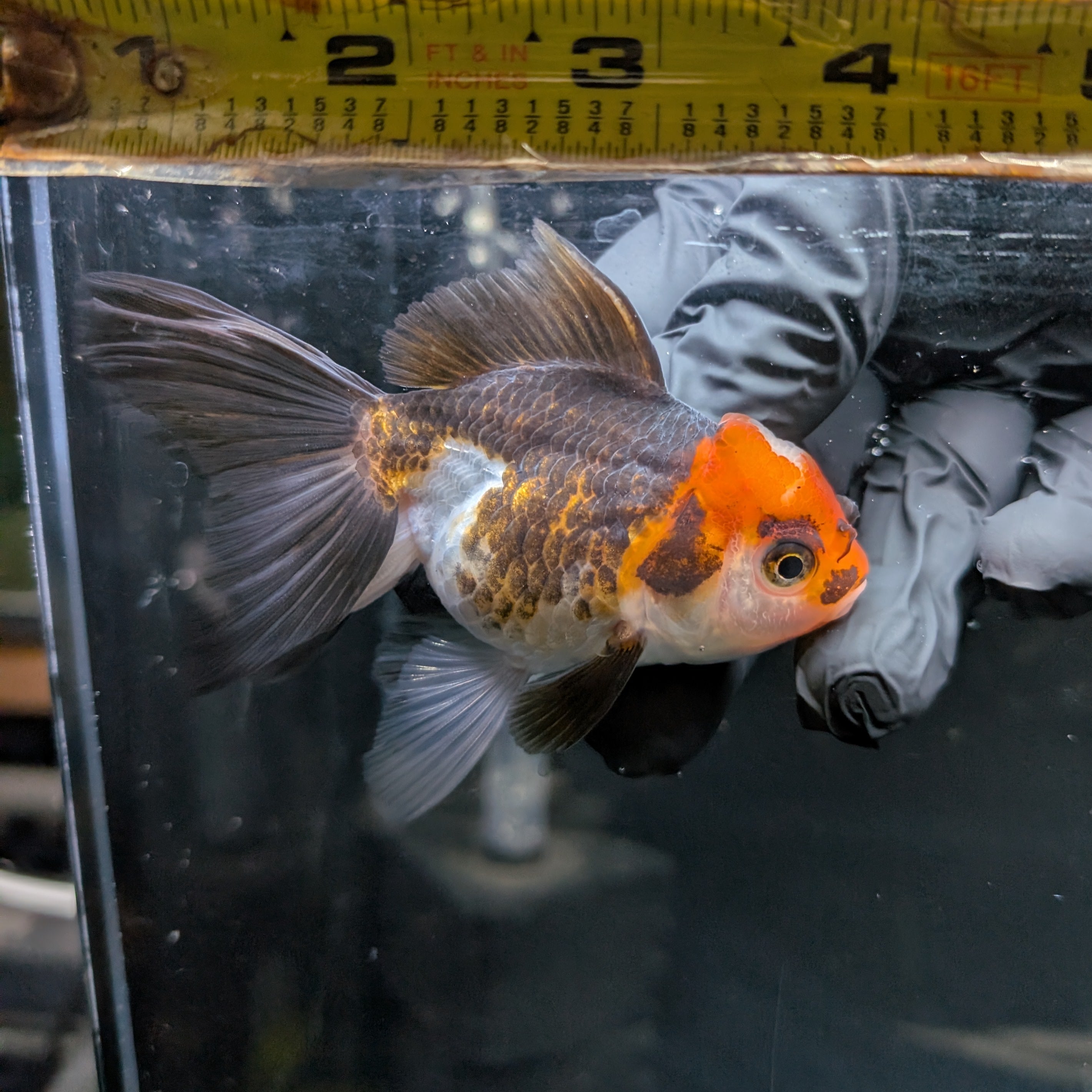 Juvenile Oranda Tricolor 3.5"-4" in.  ID#417T7A-015