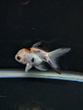 Juvenile Oranda  Tricolor 3"-3.5"in.  ID#619T1A-005