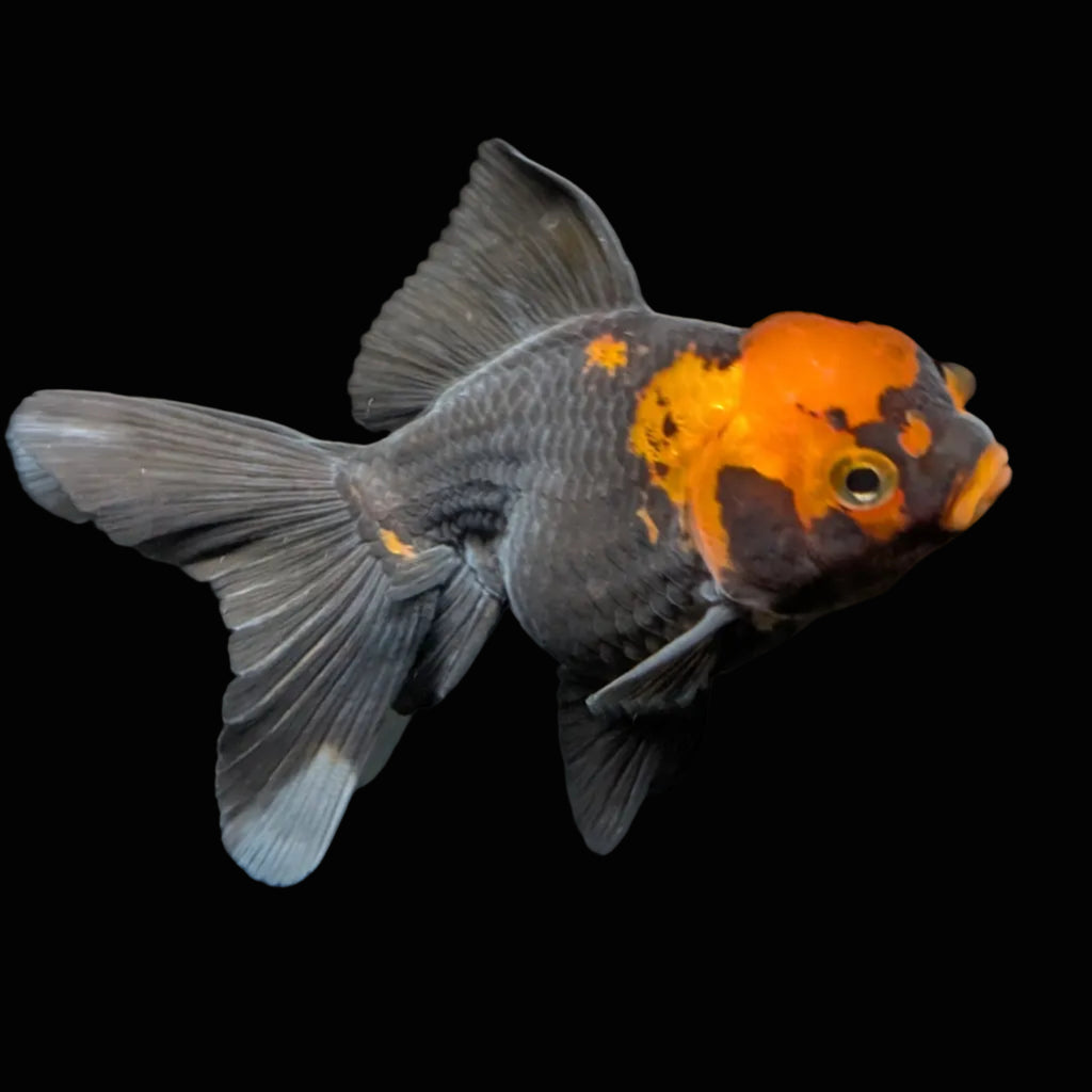 Juvenile Oranda Tricolor 3.5"-4" in.  ID#417T7A-002