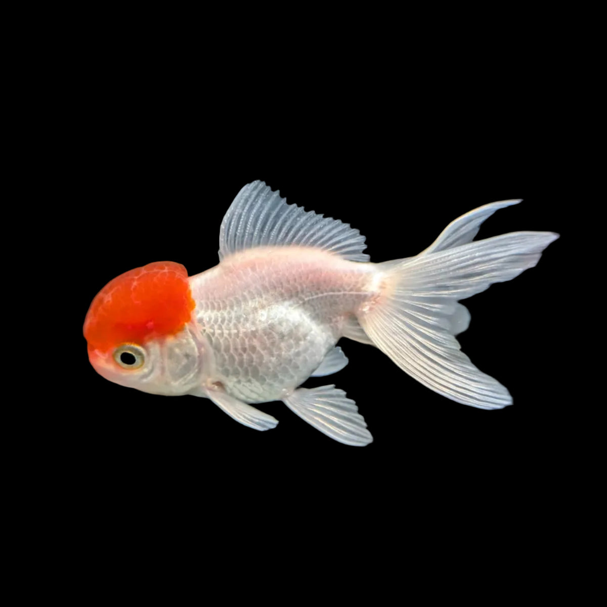 Single - Baby Oranda Red Cap 2"-2.5" *Assorted Dealers Choice