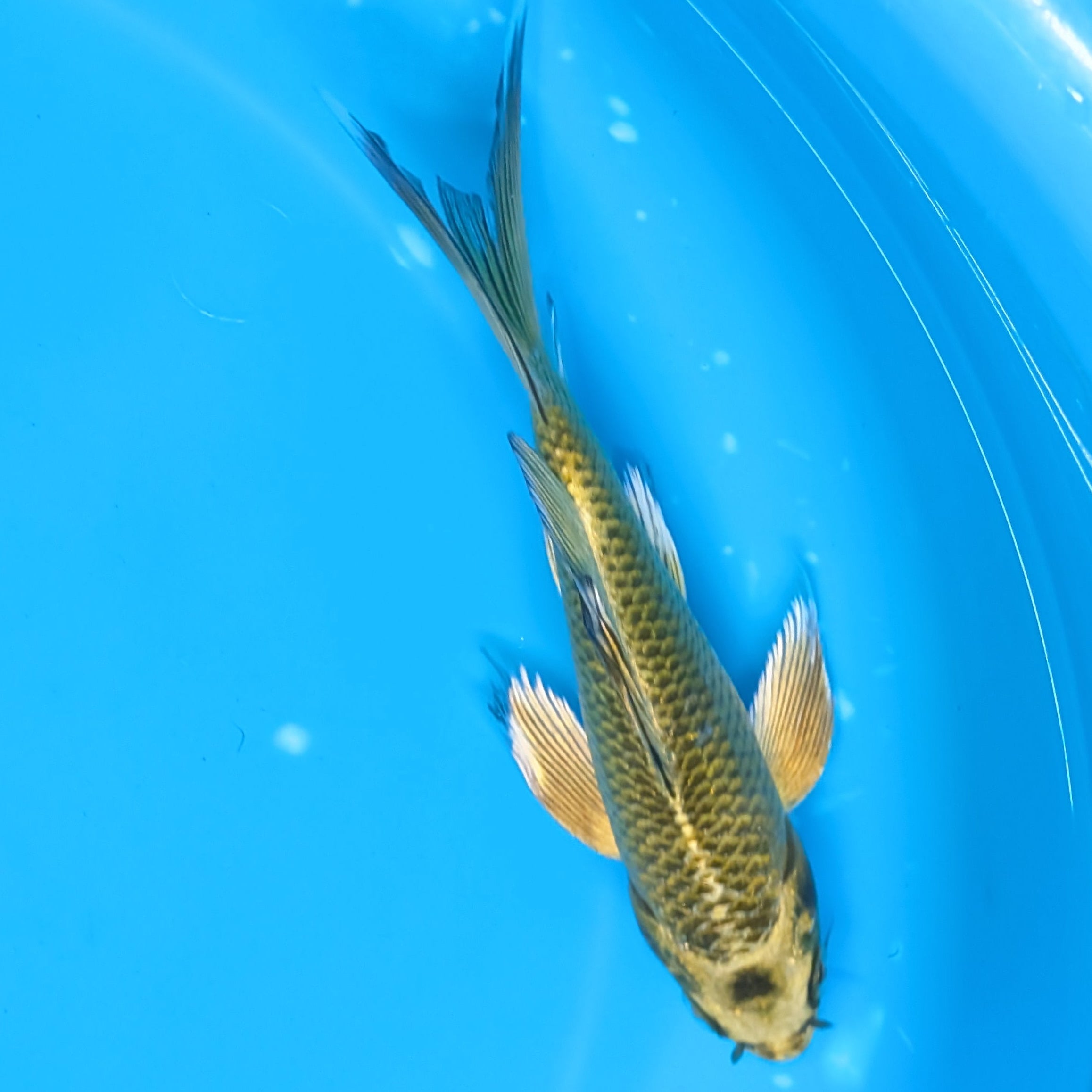 Matsuba Butterfly Koi 6"-7"in. ID#727BFK-009