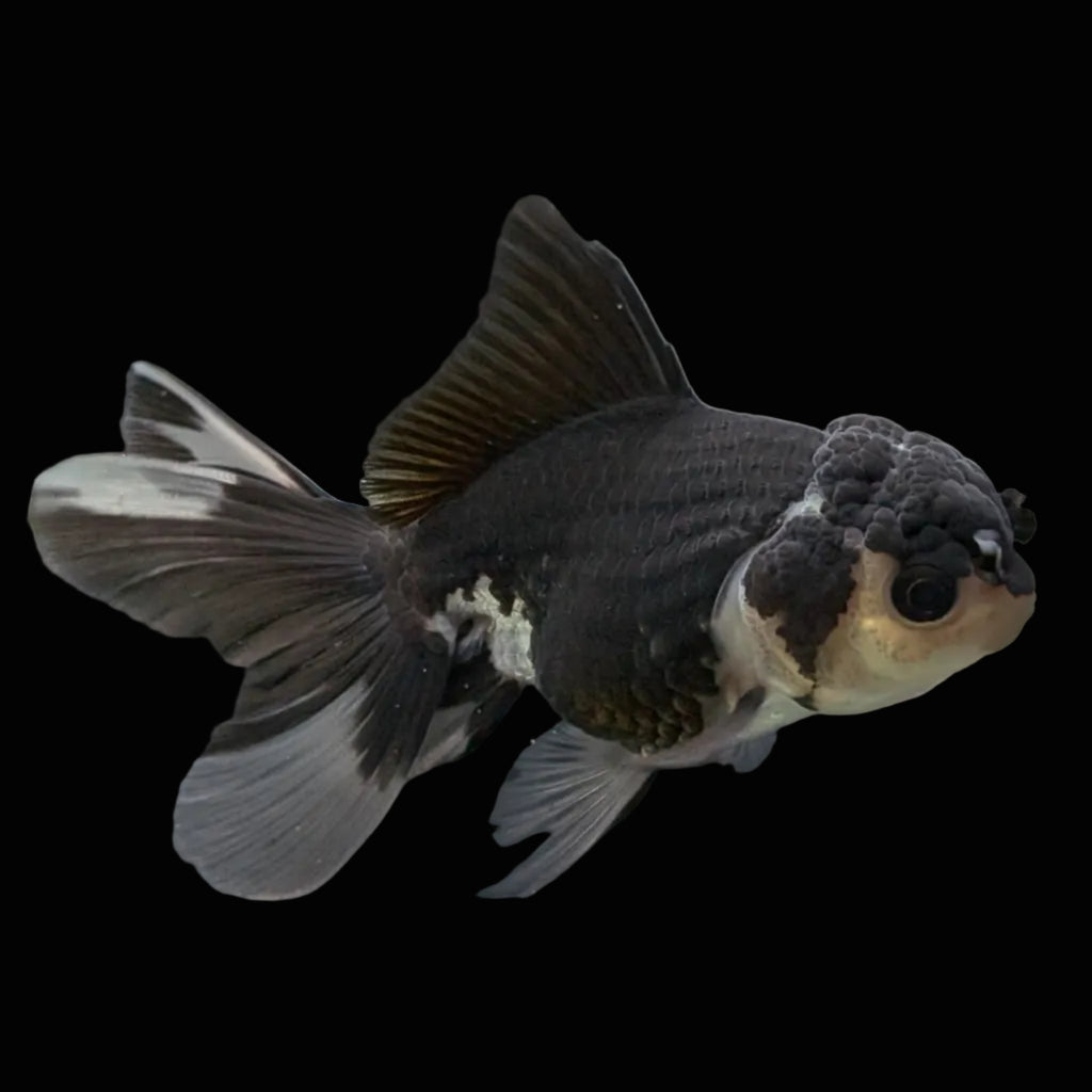 Thai Juvenile Oranda Panda 3.5"-4"in.  ID#731T1A-052
