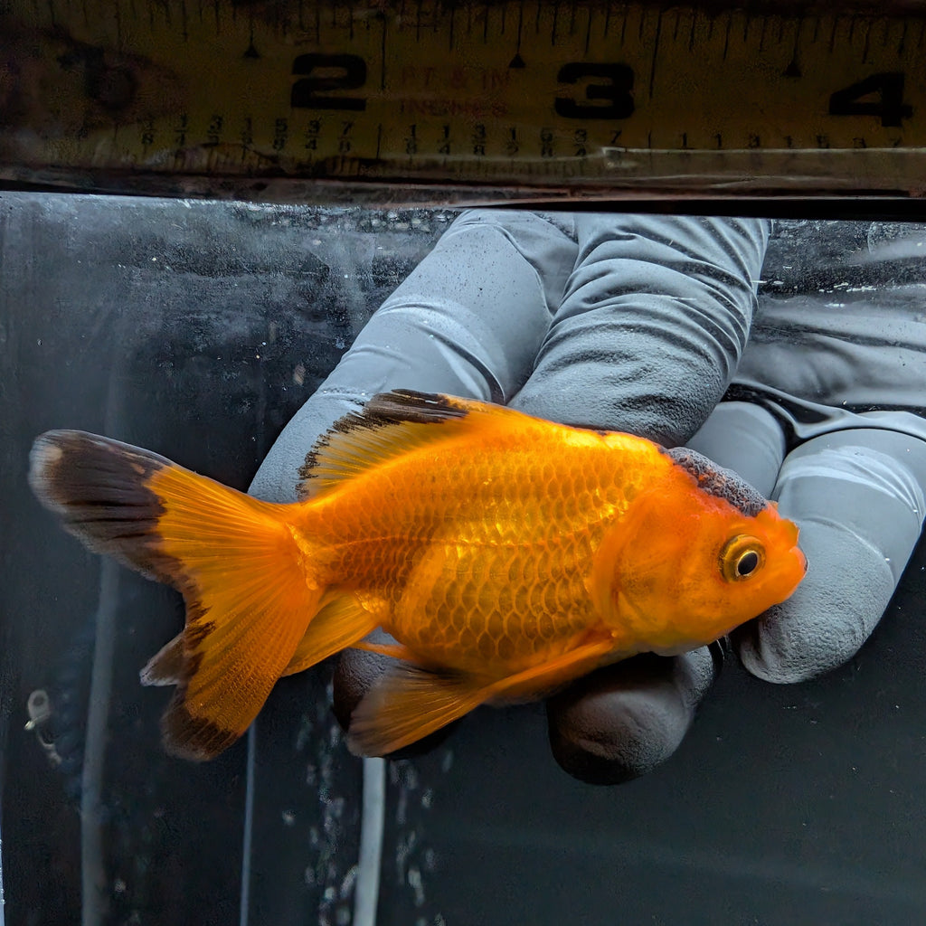 Juvenile Oranda Red Black 3"-3.5"in.  ID#522T1A-002