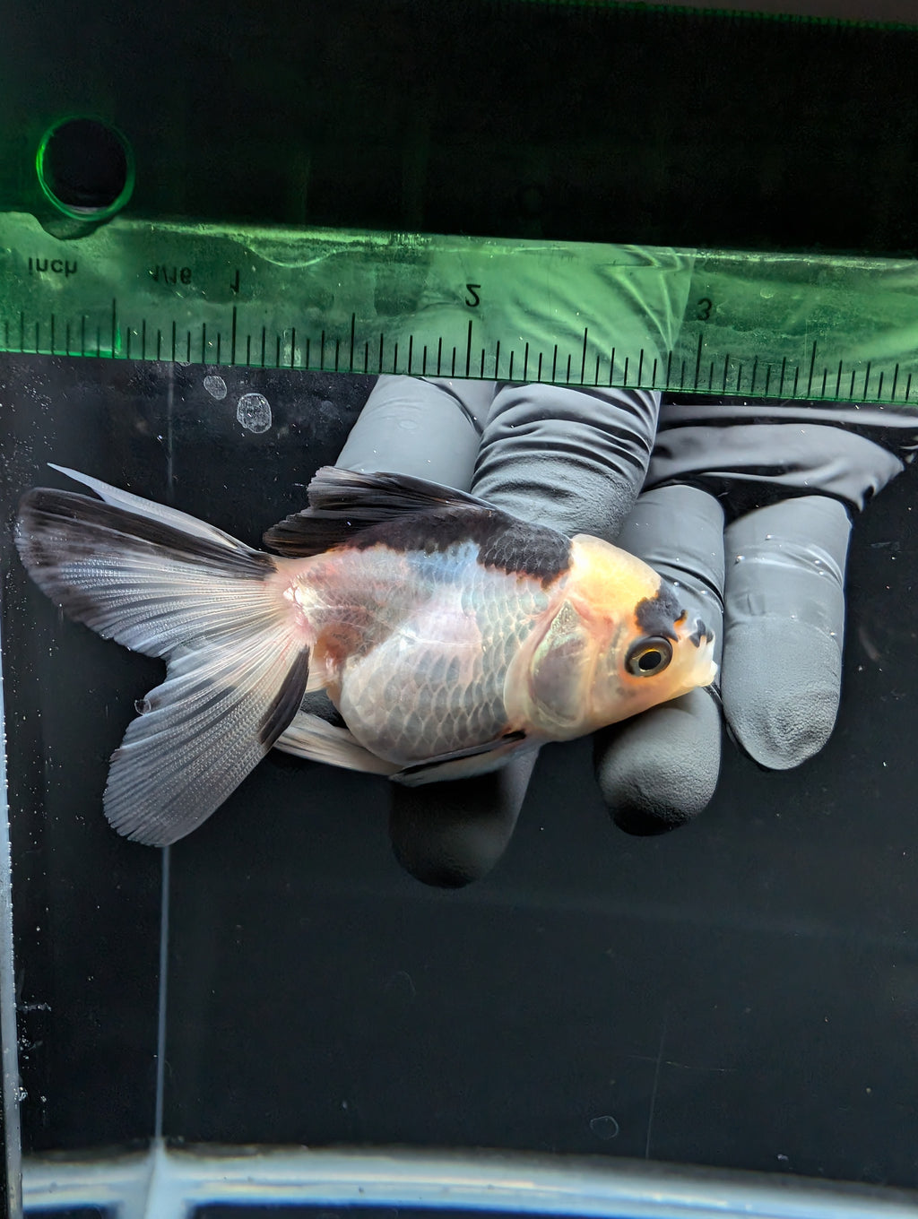 Juvenile Thai Oranda Panda 3"in.  ID#814T1A-007 Please See Notes.