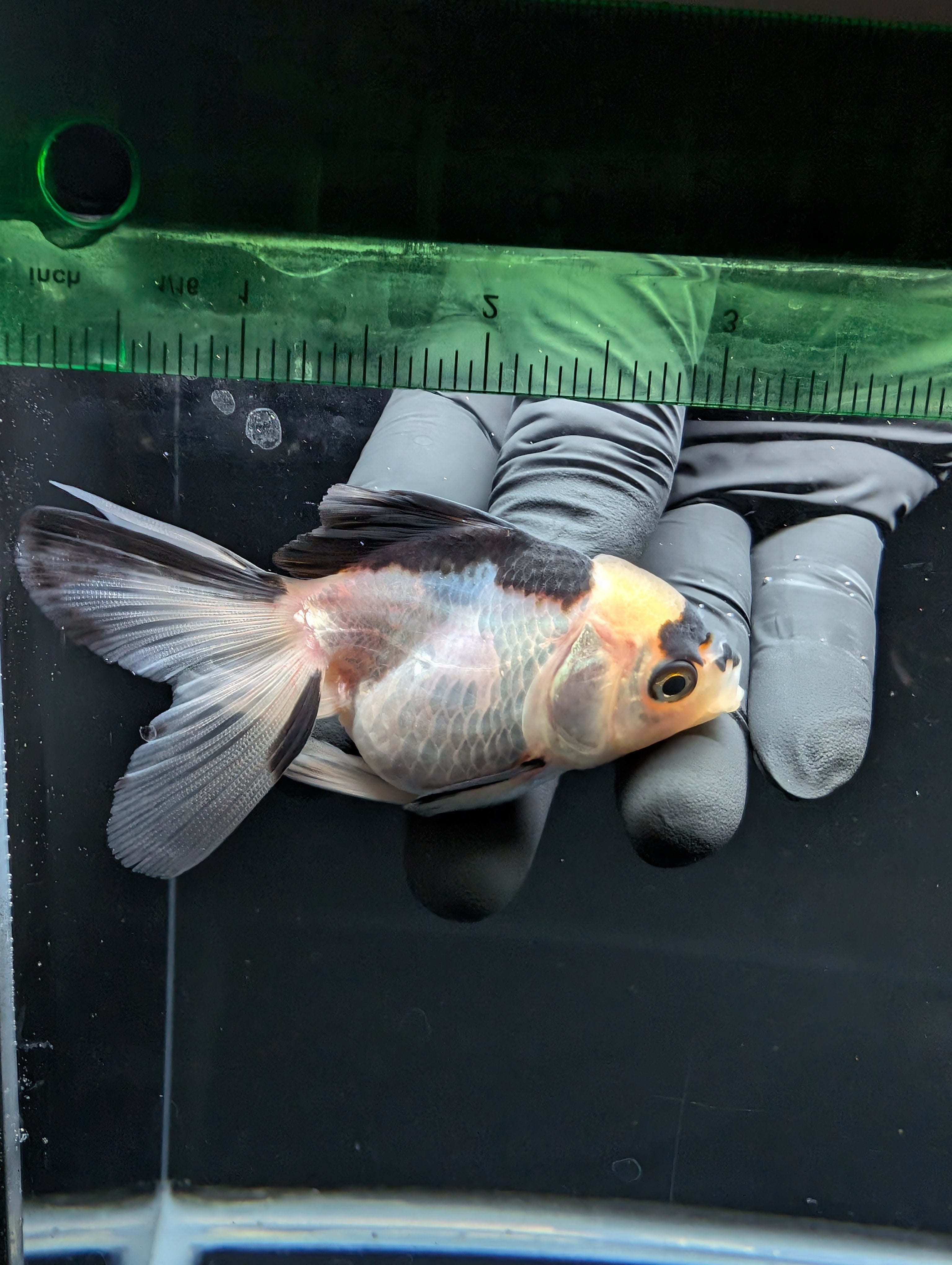 Juvenile Thai Oranda Panda 3"in.  ID#814T1A-007 Please See Notes.