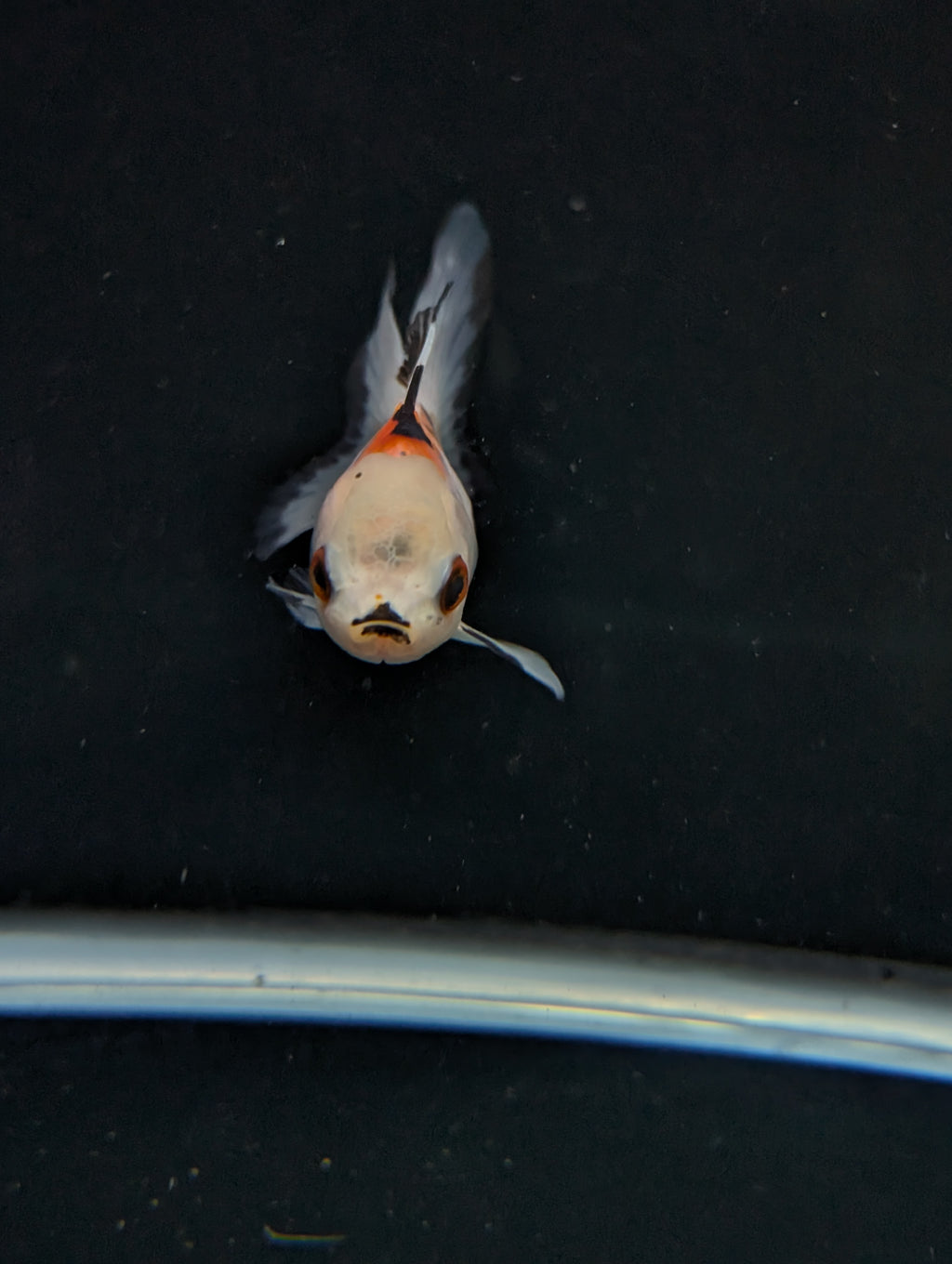 Juvenile Oranda  Tricolor 3"-3.5"in.  ID#619T1A-005