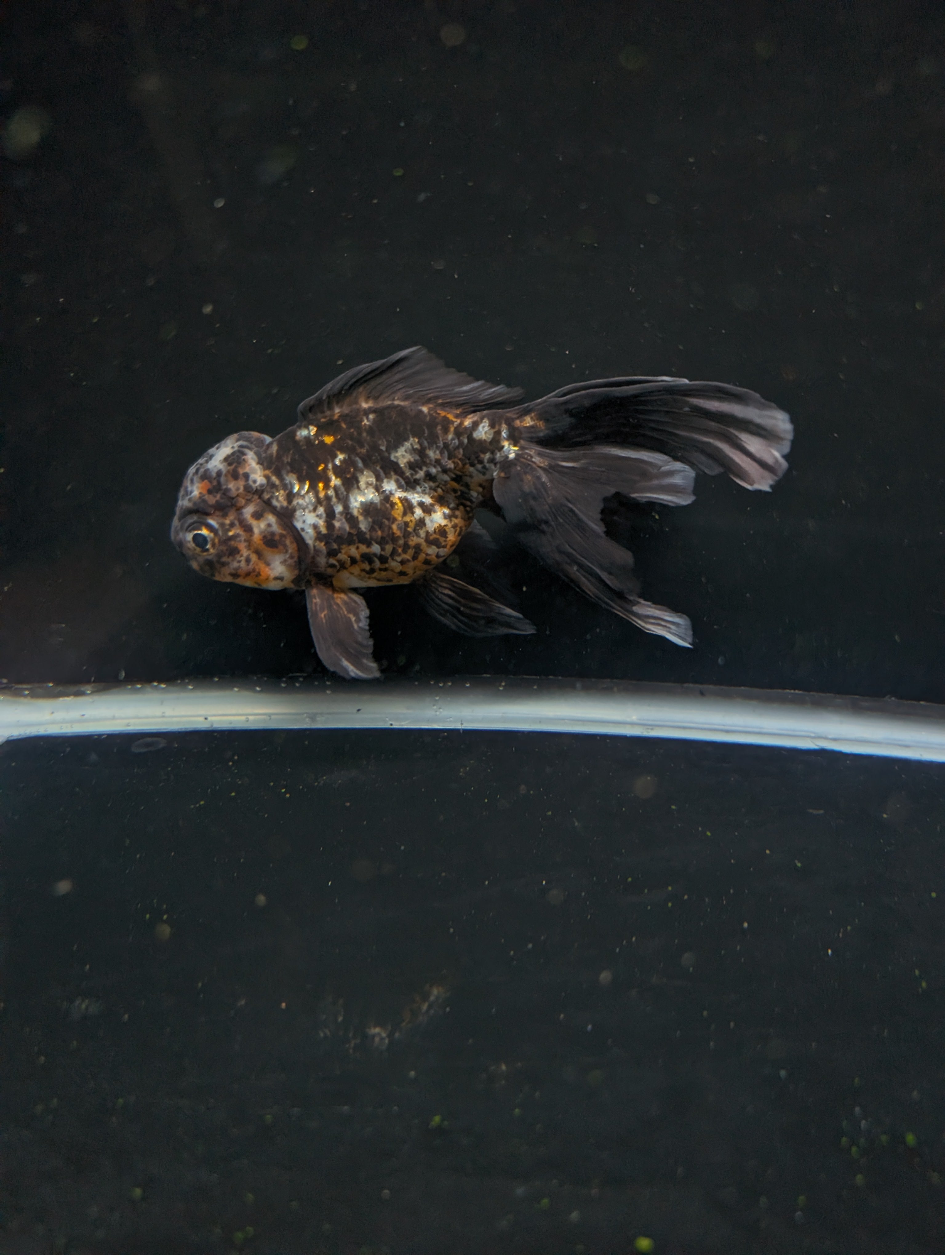 Calico Oranda 5.5"- 6"in. ID#821LB2A-64