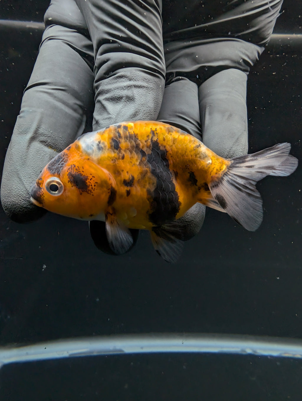 Ranchu Calico 2.5"-3" in. ID#717R4A-006