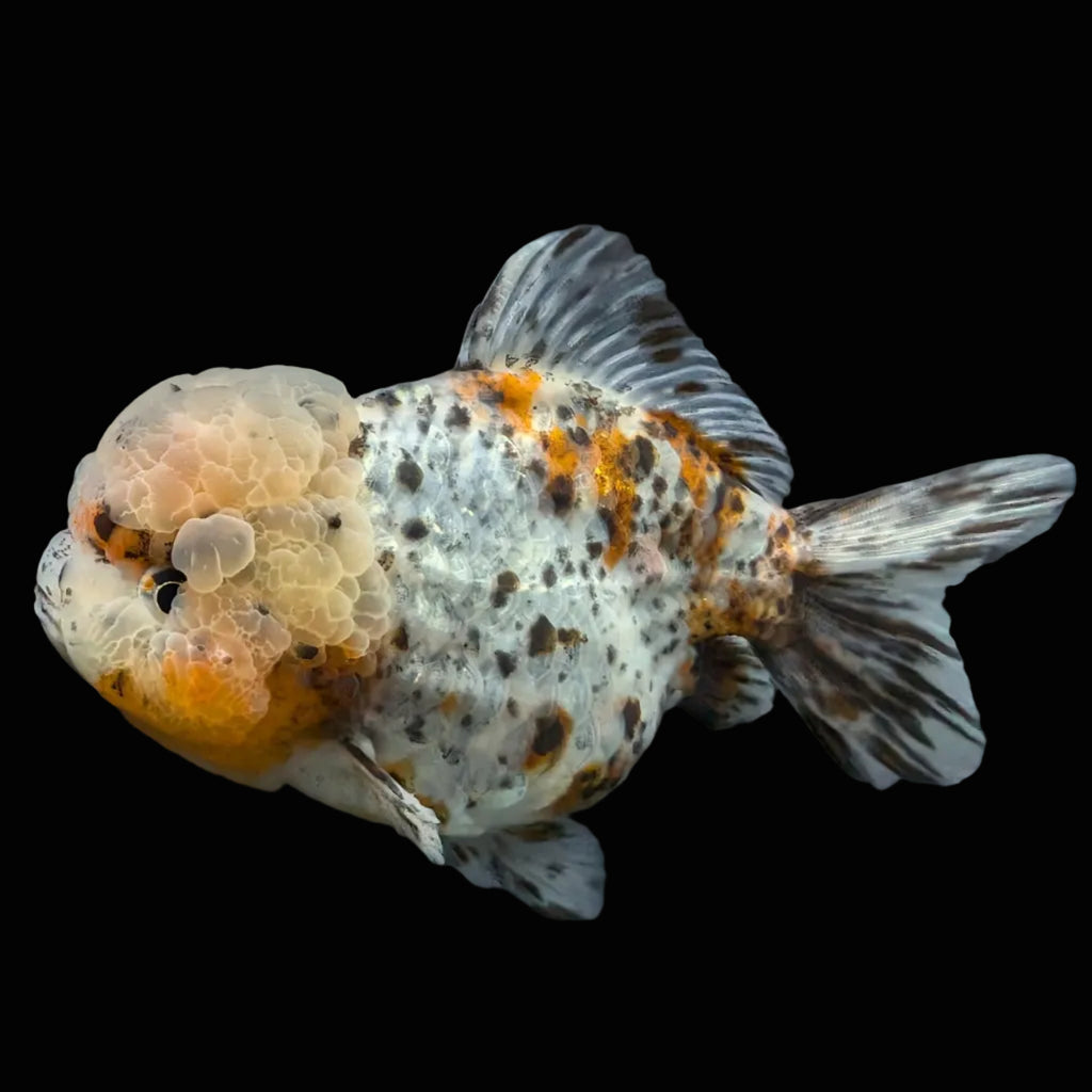 Jumbo Oranda Yuan Bao Granite Calico   4.5"-5"in. ID#904YB13A-003