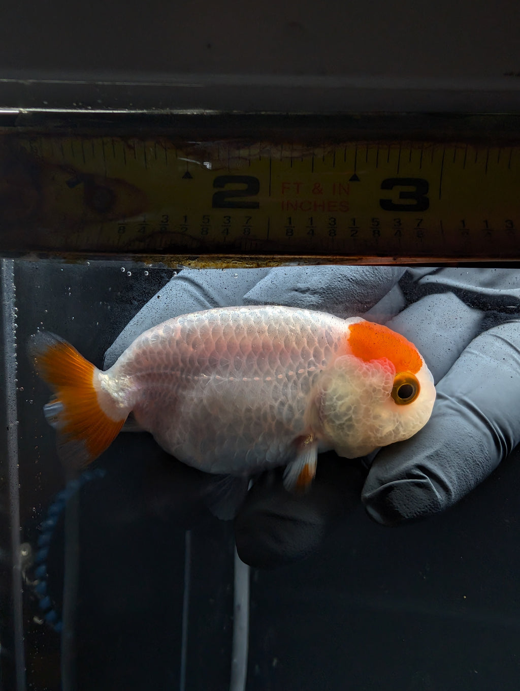 Baby Ranchu Red White 2.5"-3" in. ID#529R4A-056