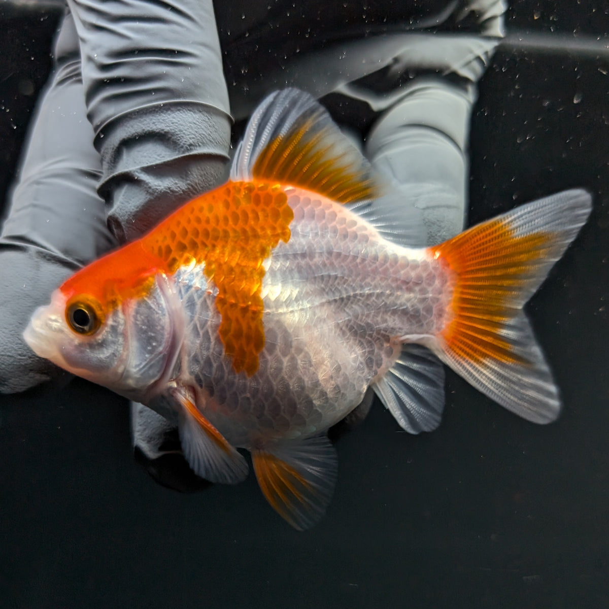 Tamasaba Red White 3"-3.5" in. ID#1009TM1B-013