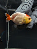 Baby Ranchu Red White 2.5"-3" in. ID#529R4A-053