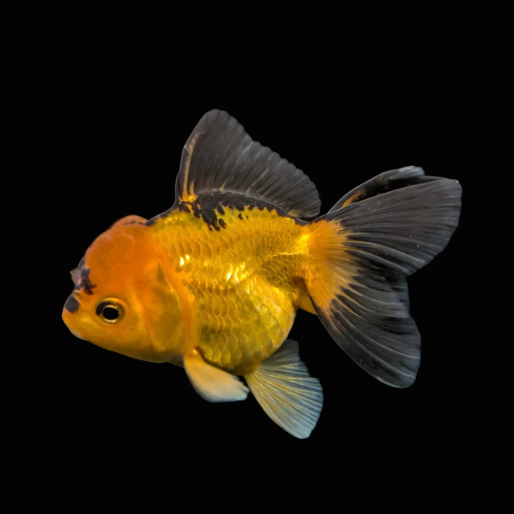 Juvenile Oranda Tricolor 3.5"-4" in.  ID#417T7A-014