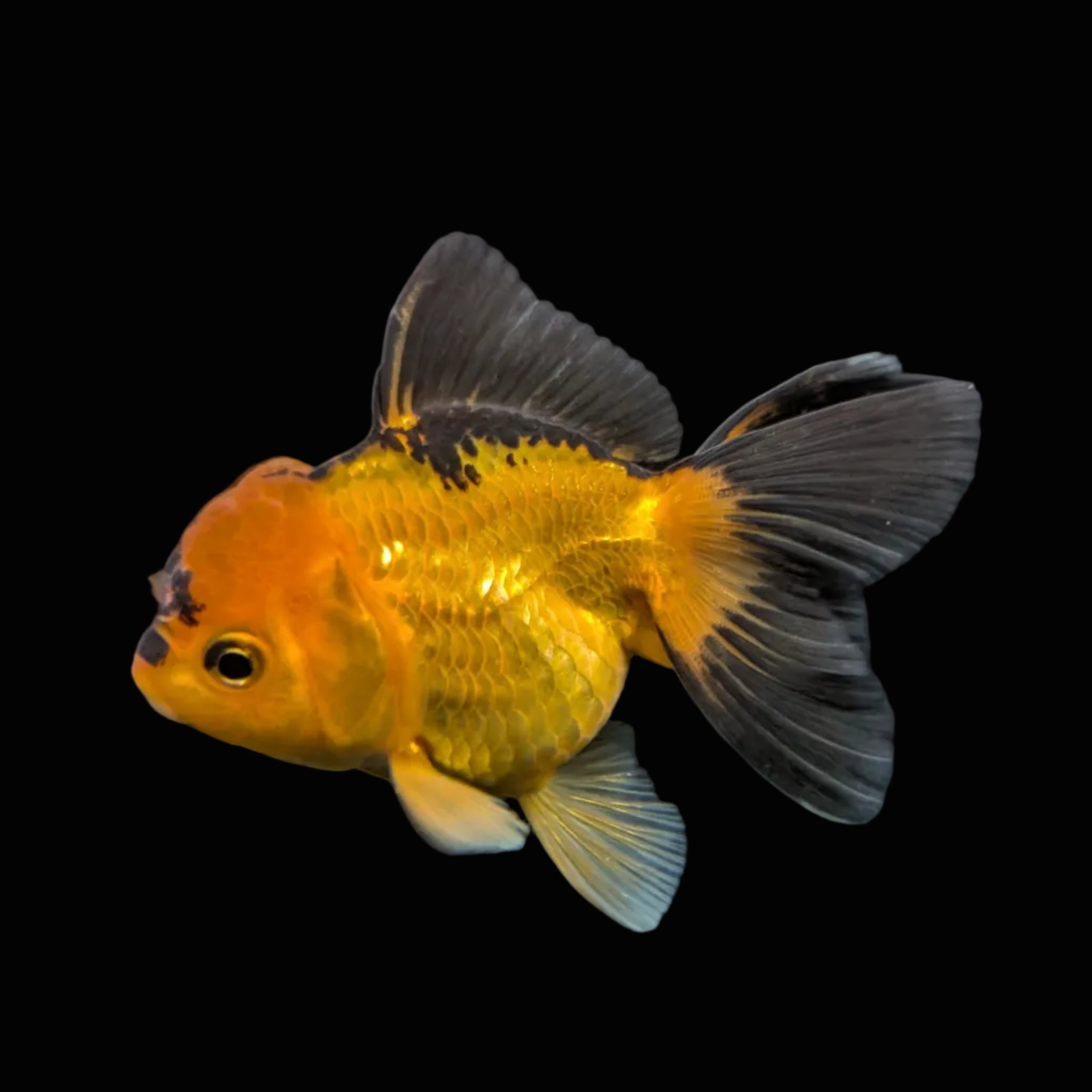 Juvenile Oranda Tricolor 3.5"-4" in.  ID#417T7A-014
